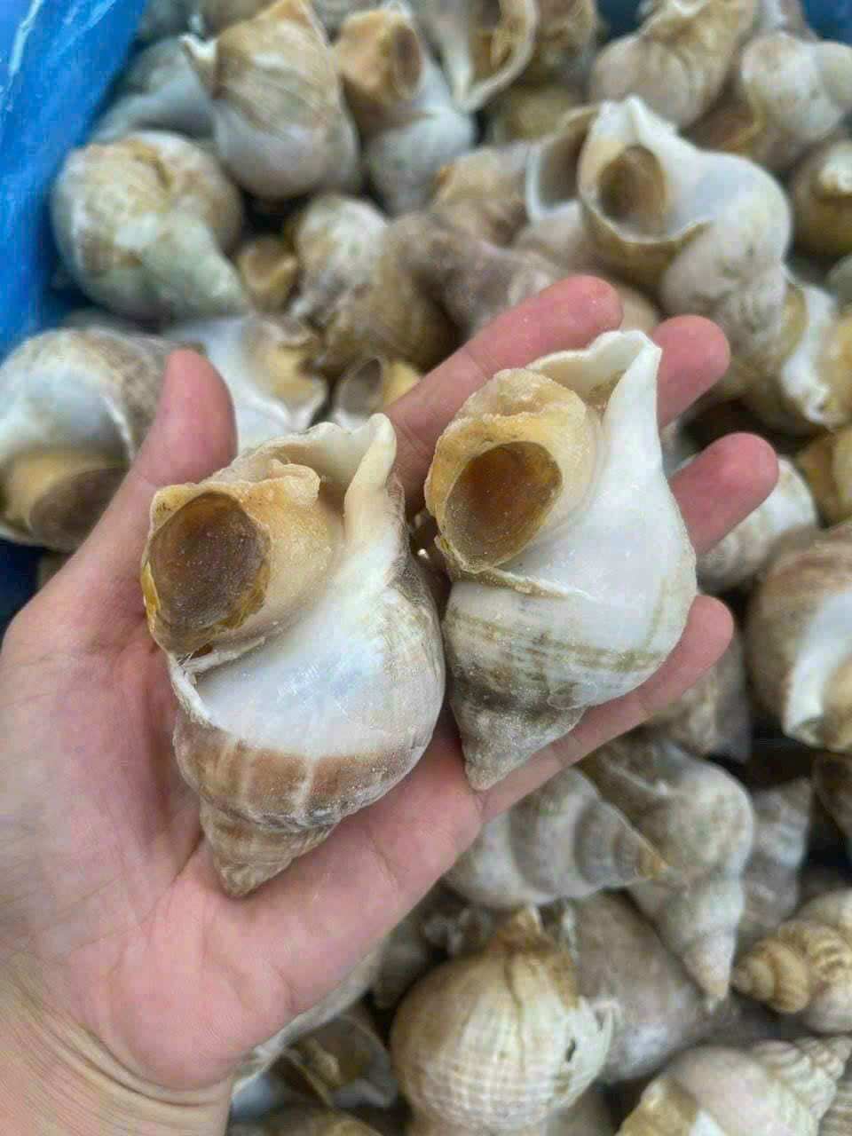 1kg ỐC BULOT PHÁP (size 30-50con)