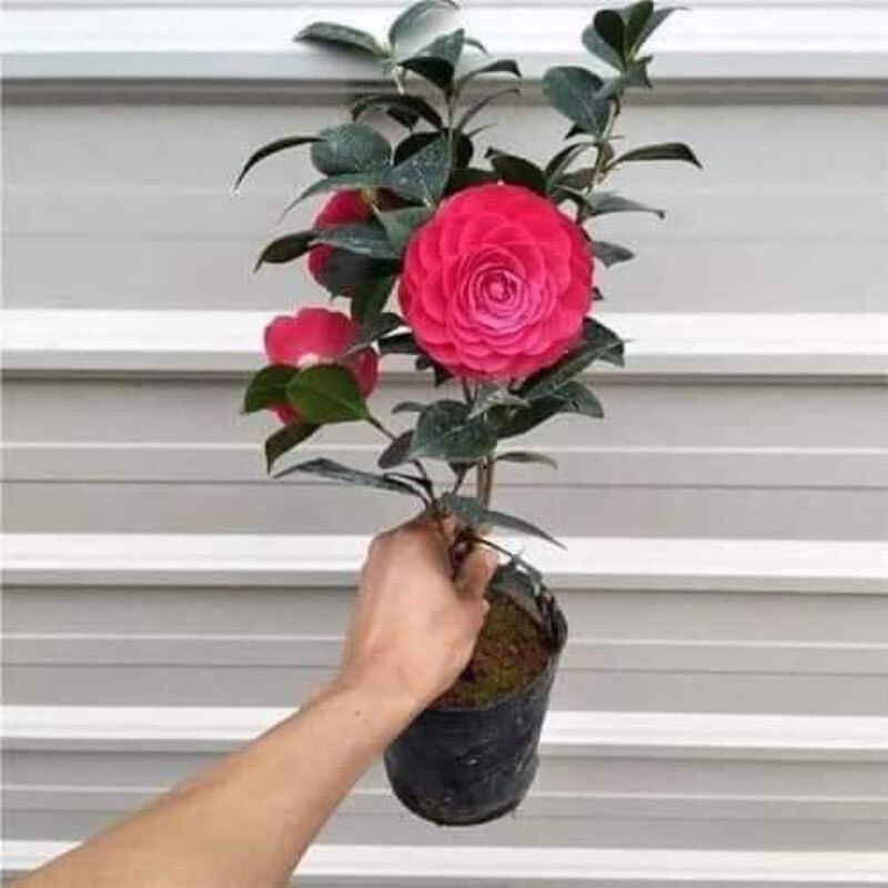 trà my tứ quý (cây giống như hình cuối)