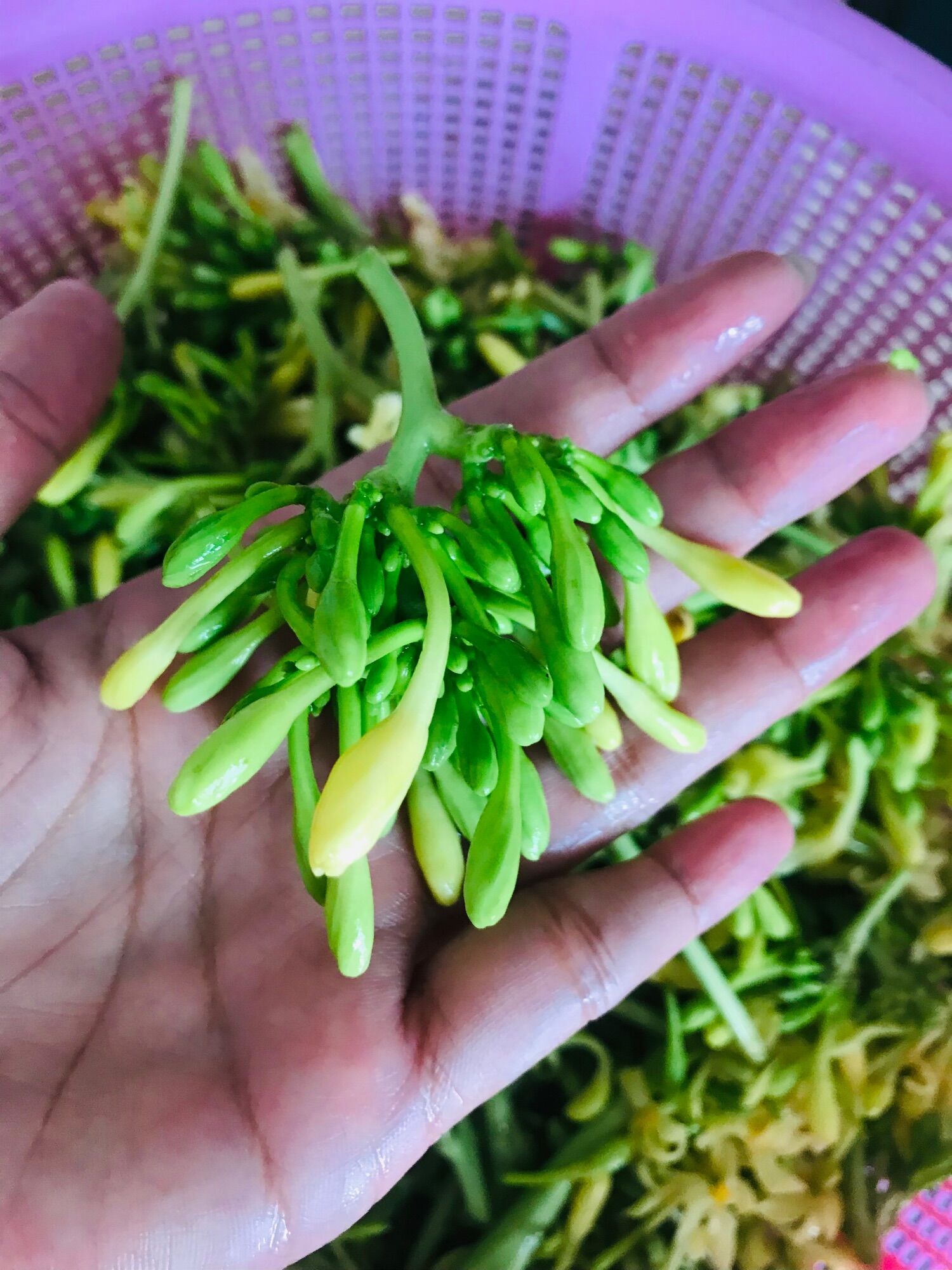 Hoa đu đủ đực tươi ngâm mật ong 500ml.
