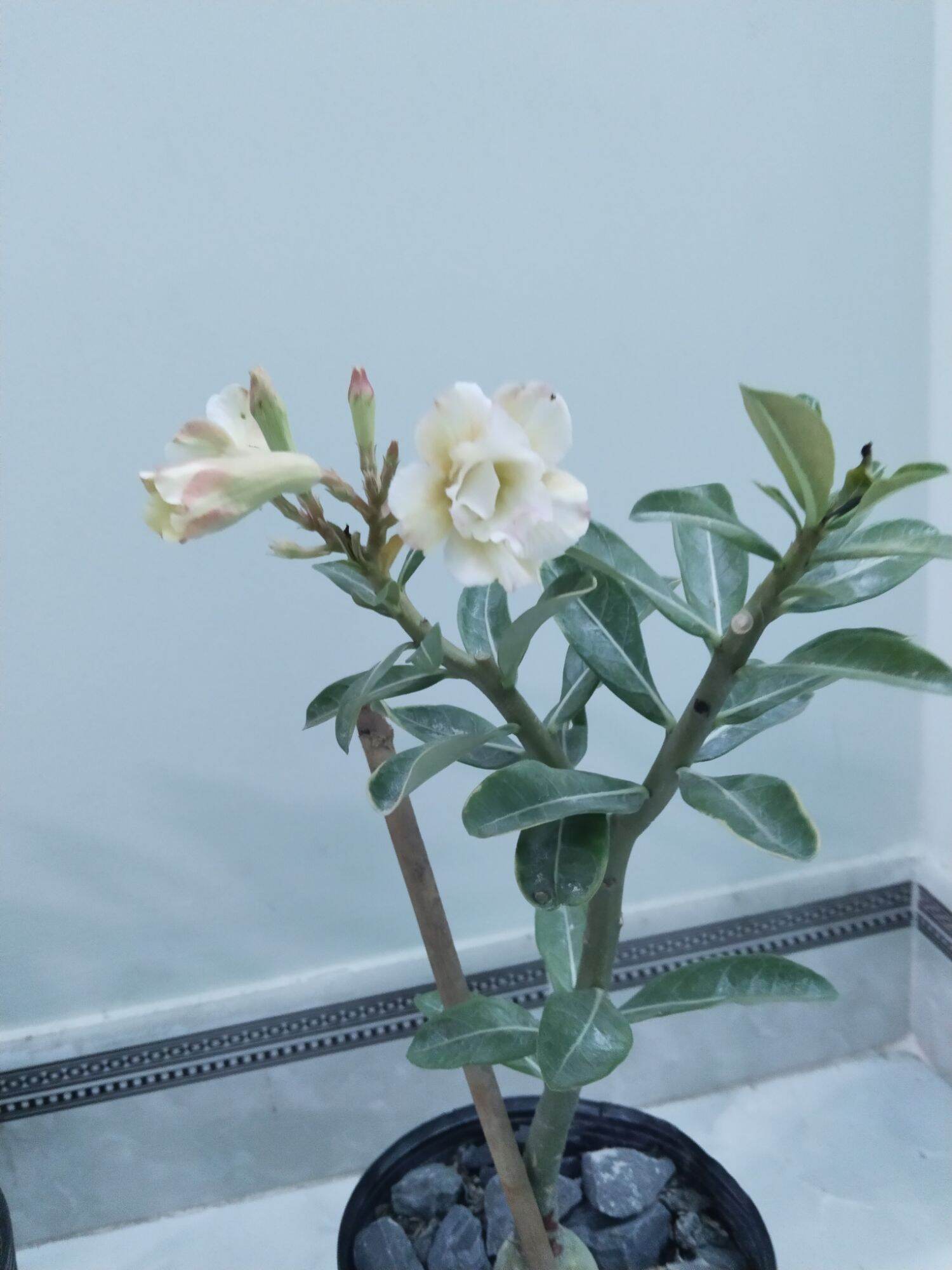 Cây sứ hạt lai tạo hoa như hình