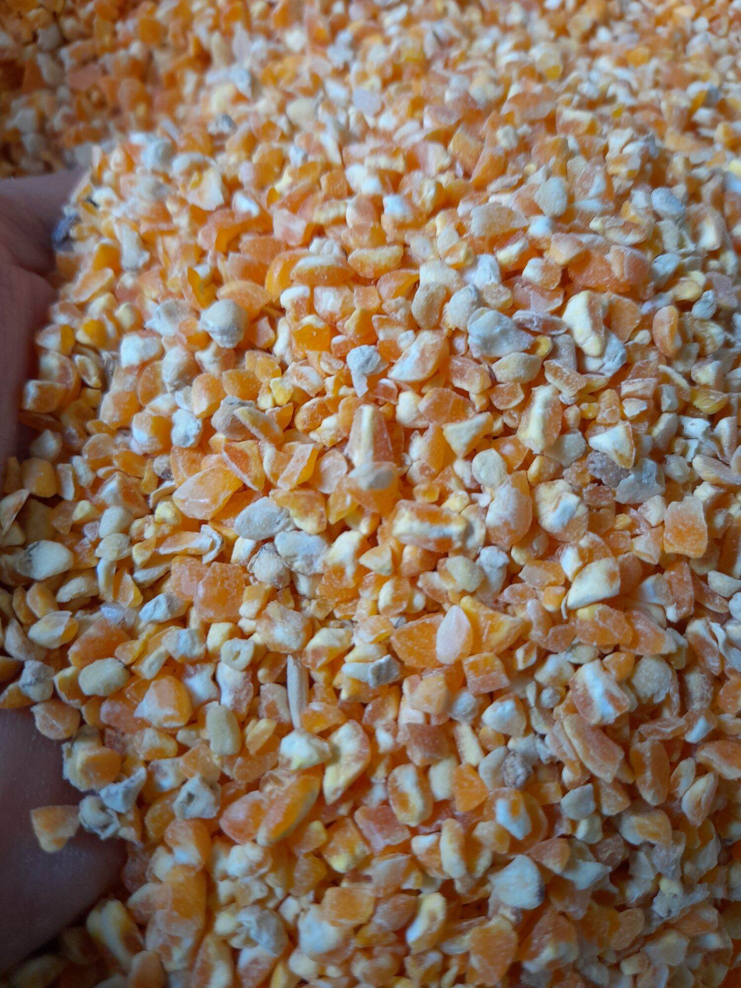 Bắp bể cho chim gà hamster 1kg