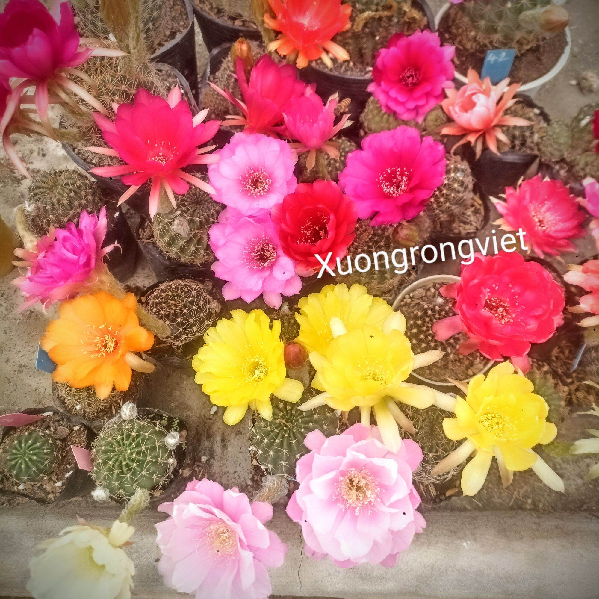 Xương Rồng Lobi Chọn màu hoa