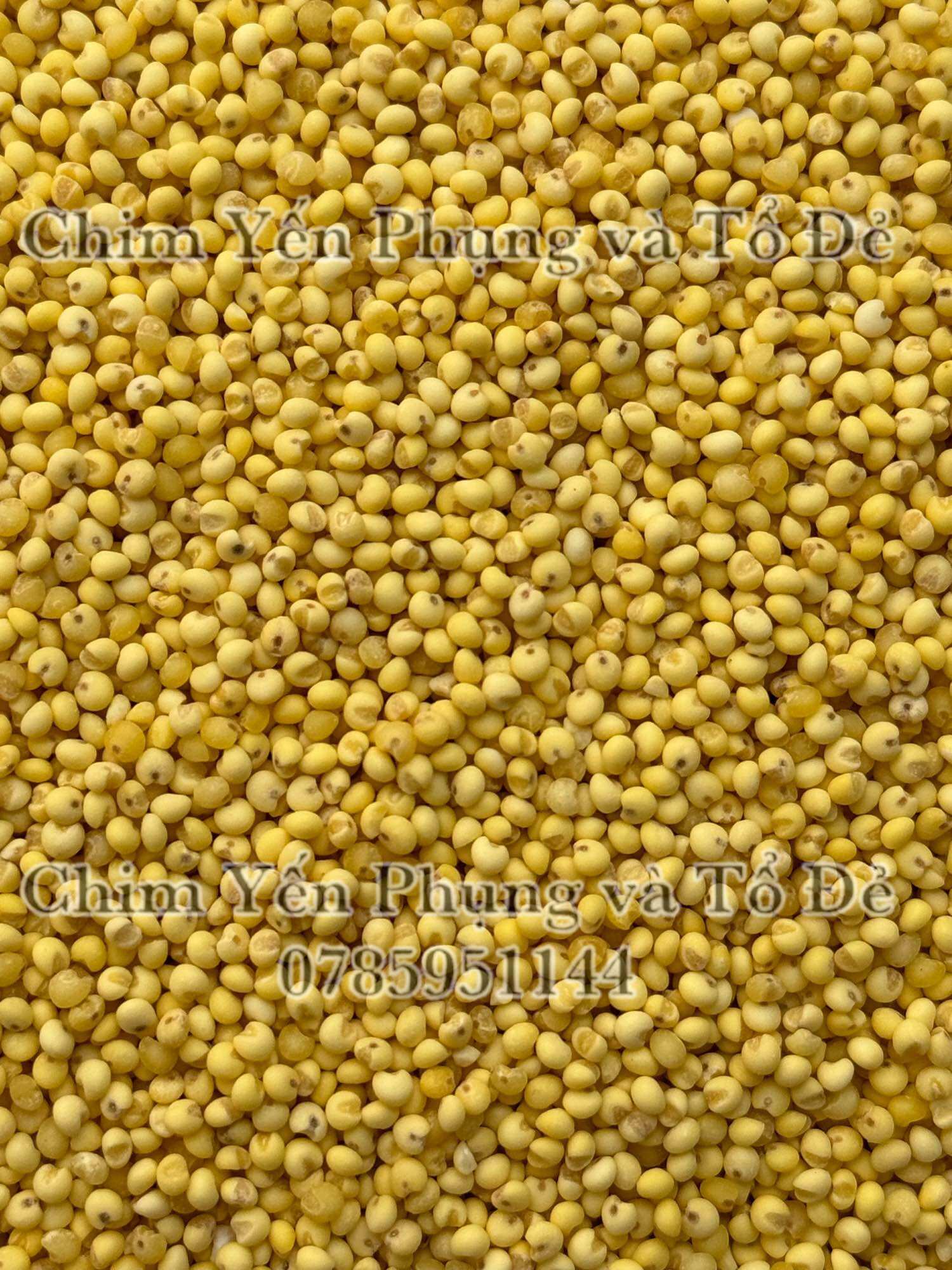 500gr hạt kê nếp vàng (đã bóc vỏ) giàu dinh dưỡng..