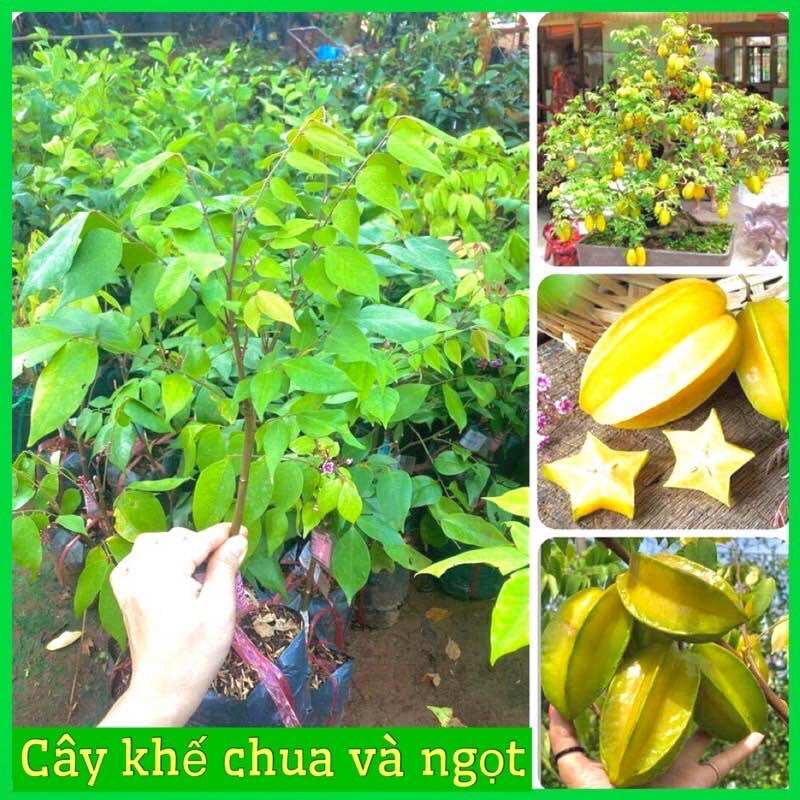 Cây giống khế chua và ngọt