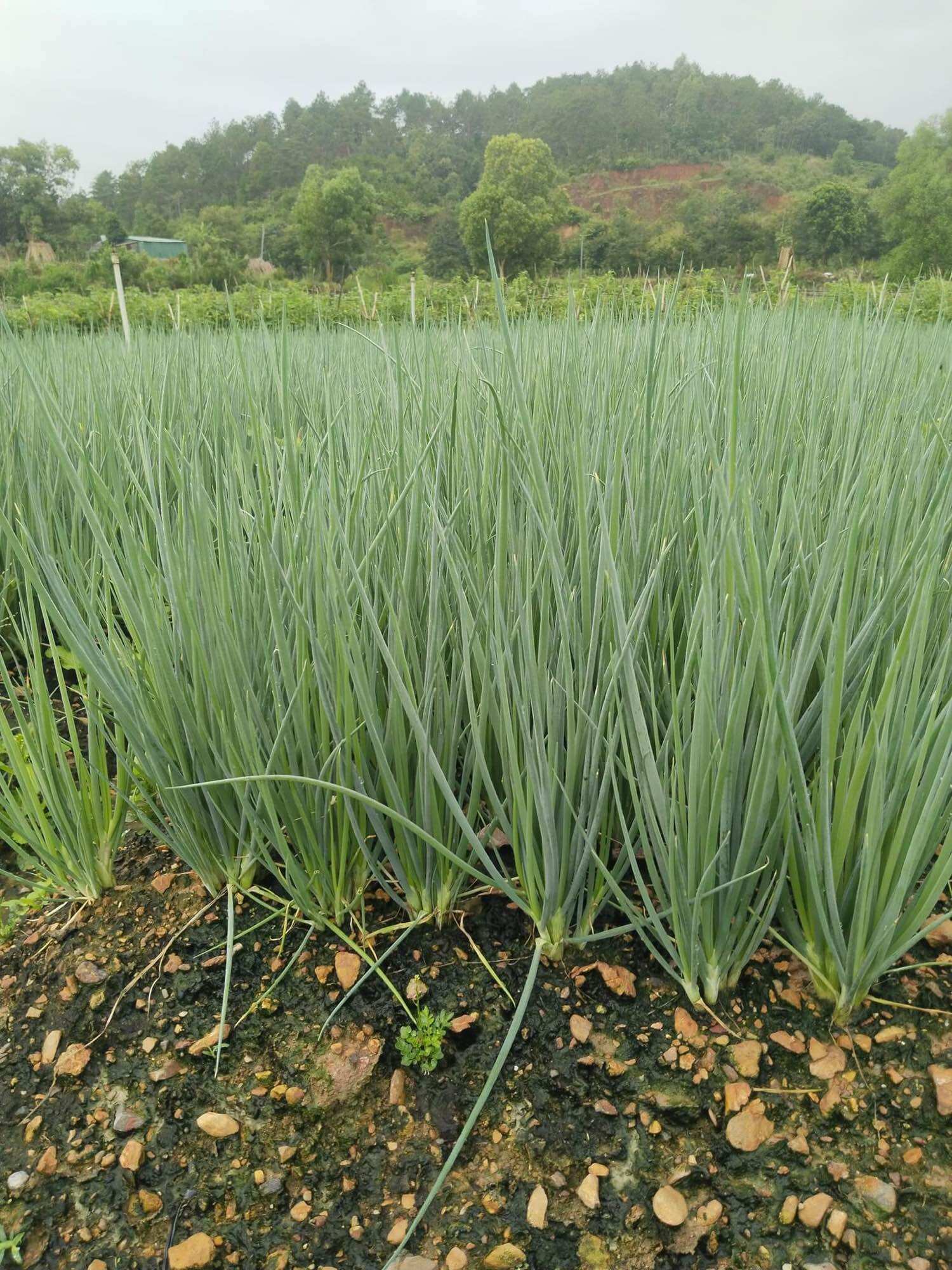 [SIÊU RẺ] Củ giống hành ba chài (1kg)