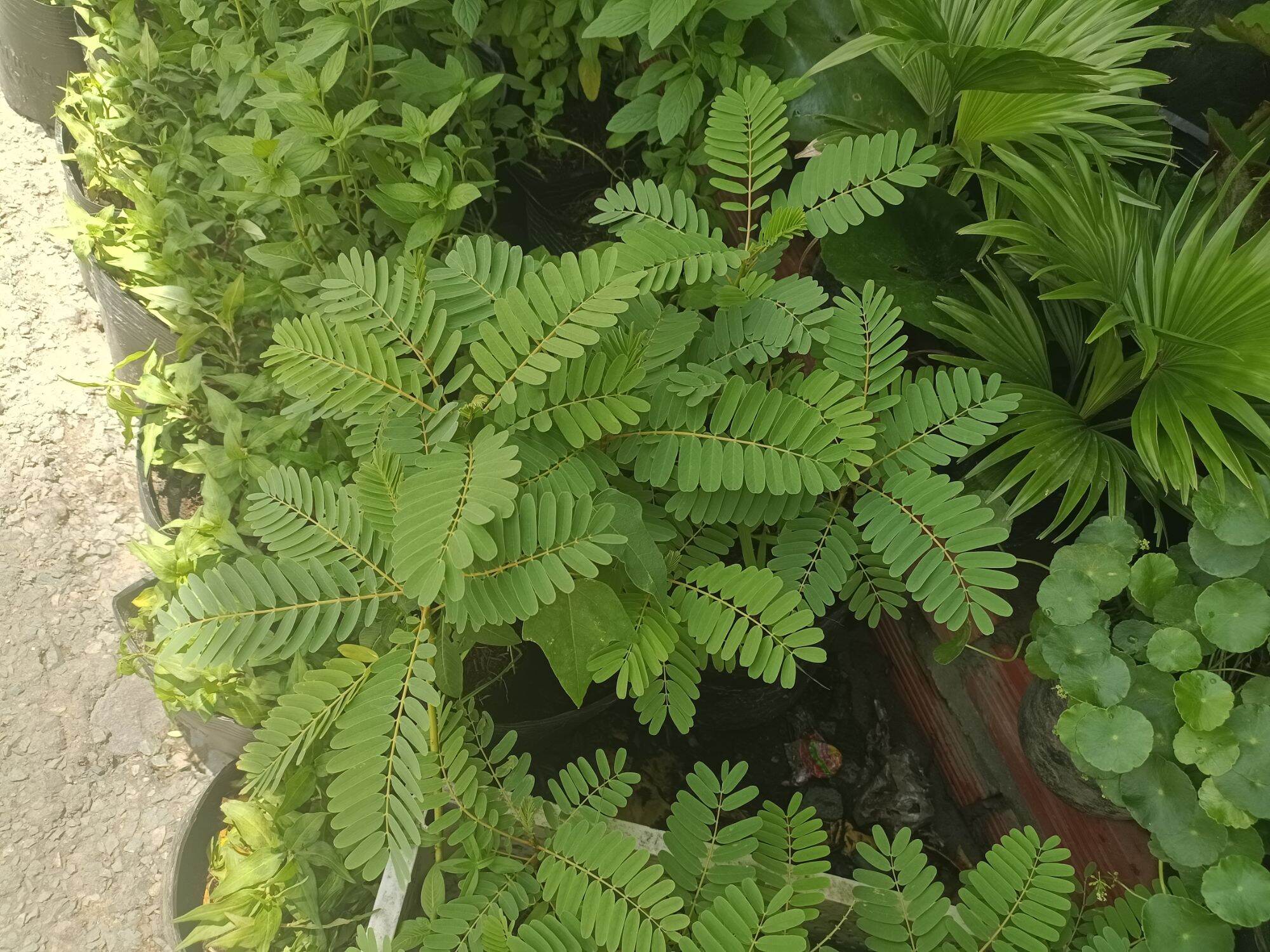 1 cây so đủa tứ quý lùn.