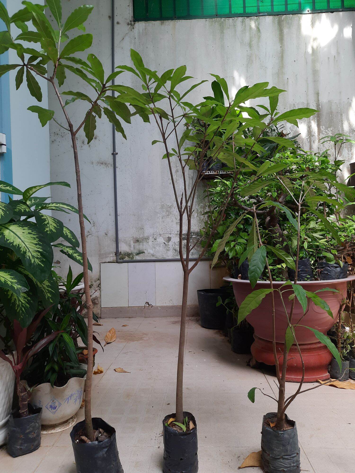 Cây giống lộc vừng hoa đỏ, cao 1m