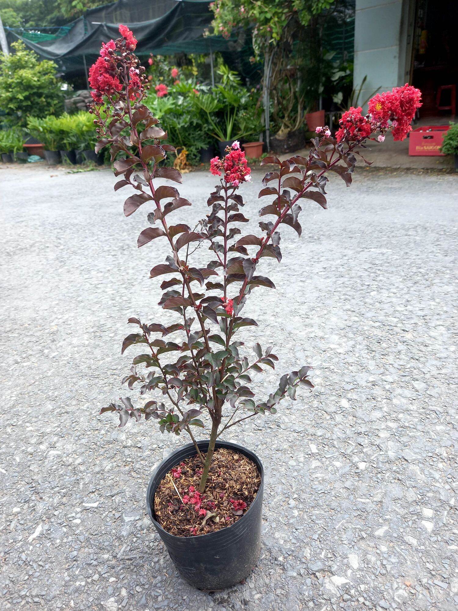 cây tường vy huyết long