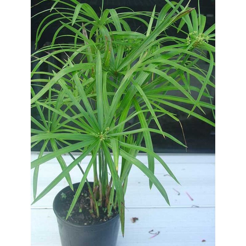 Cây thuỷ trúc thuỷ sinh - 1 bụi