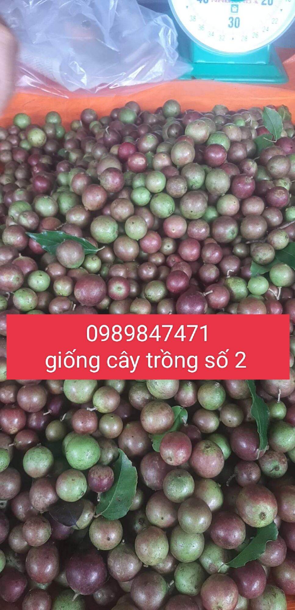 cây hồng quân giống combo 5 cây