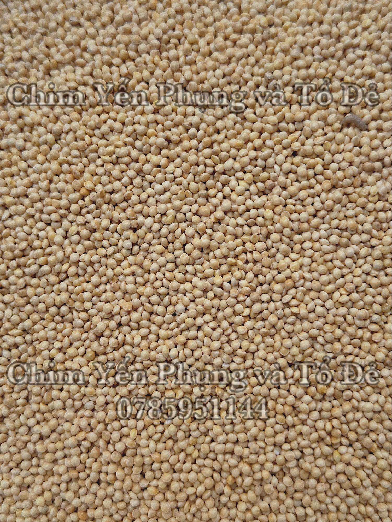 1kg hạt kê trắng - thức ăn: Chim Cảnh • Sóc • Hamster..
