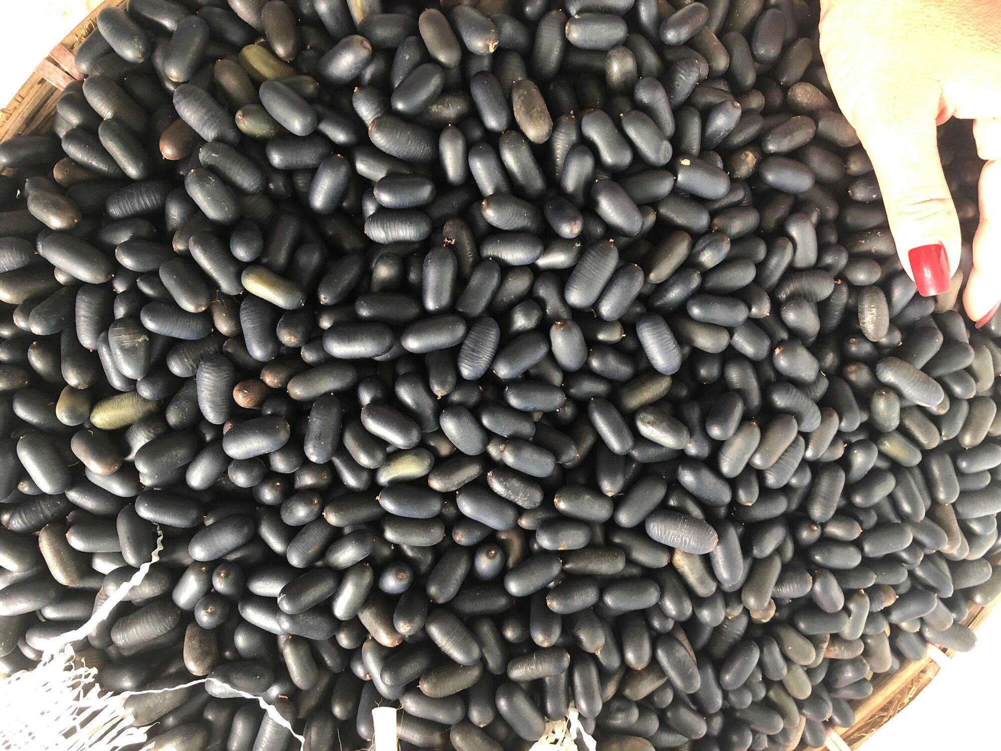 Hạt đỗ rừng (hạt chèn chét)