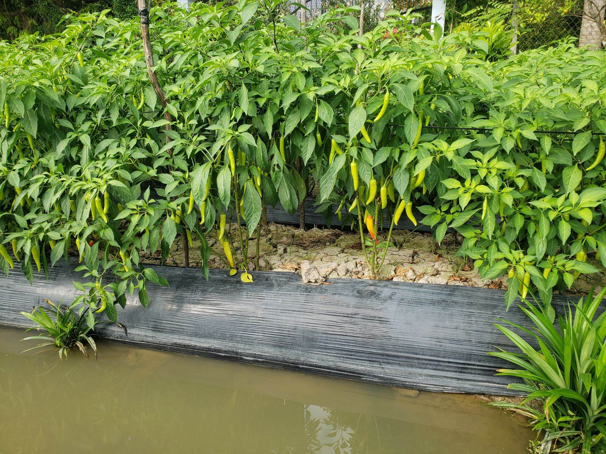 hạt giống sừng vàng  gói  tầm 900 hạt