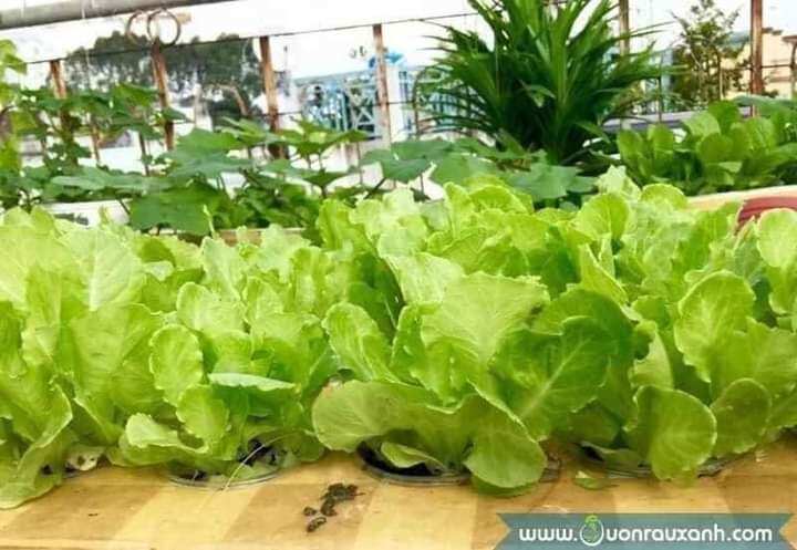Hạt giống xà lách mỡ