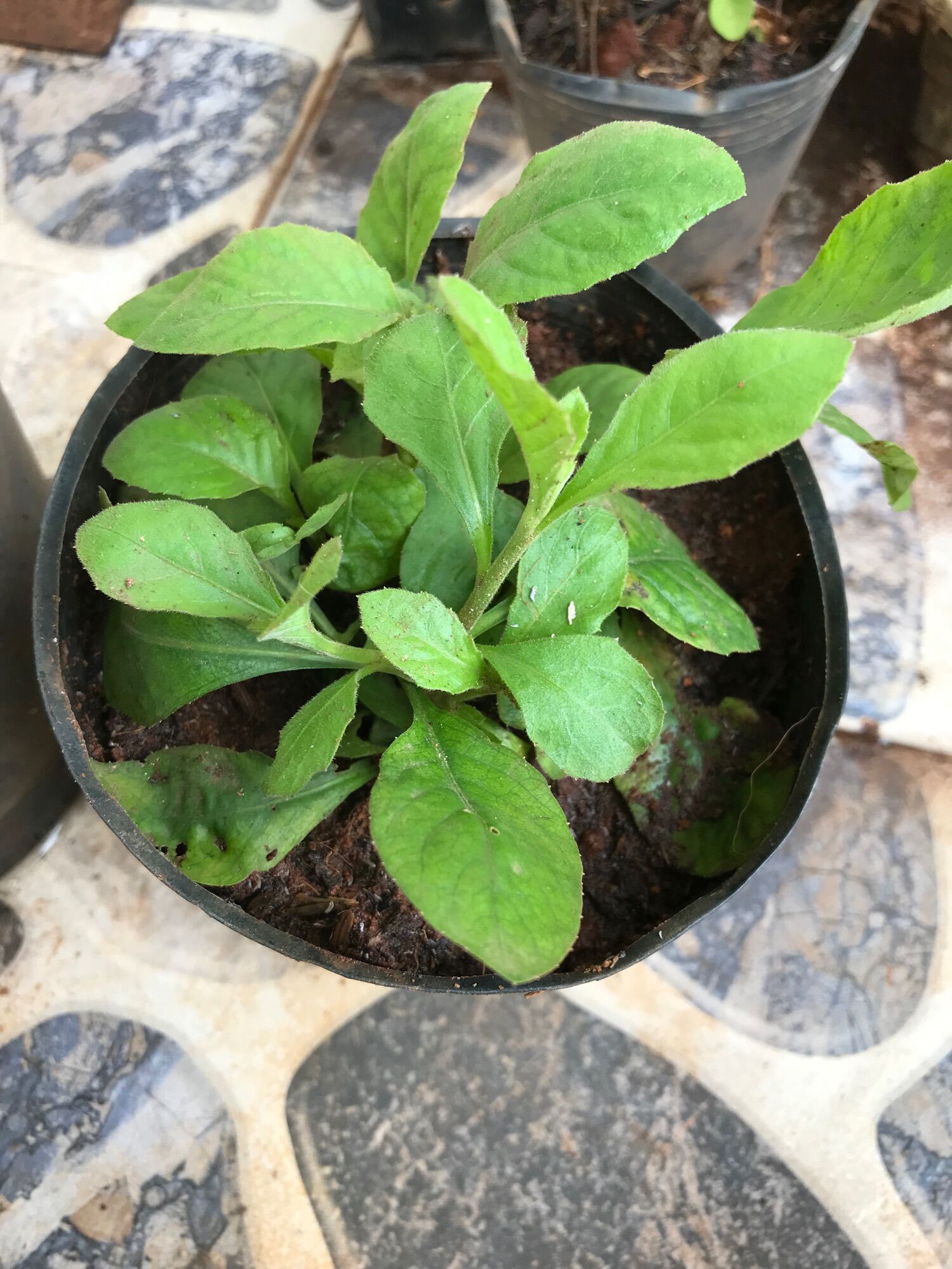150 Hạt giống cây cải trời
