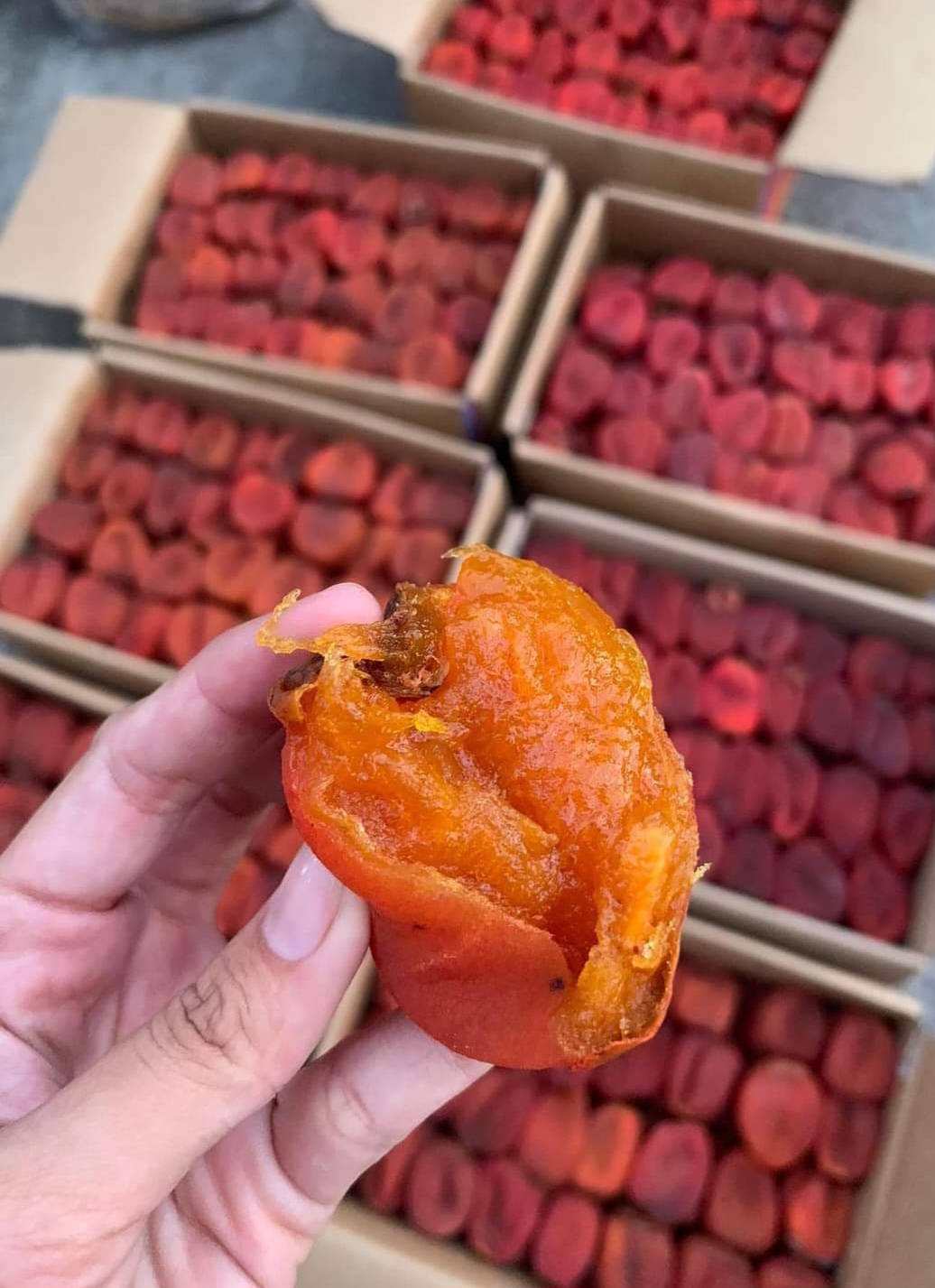 Hồng treo gió đà lạt
