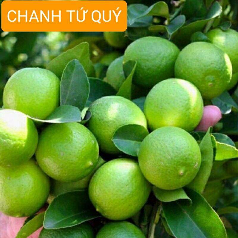 CÂY GIỐNG CHANH TỨ QUÝ GHÉP CHO QUẢ QUANH NĂM