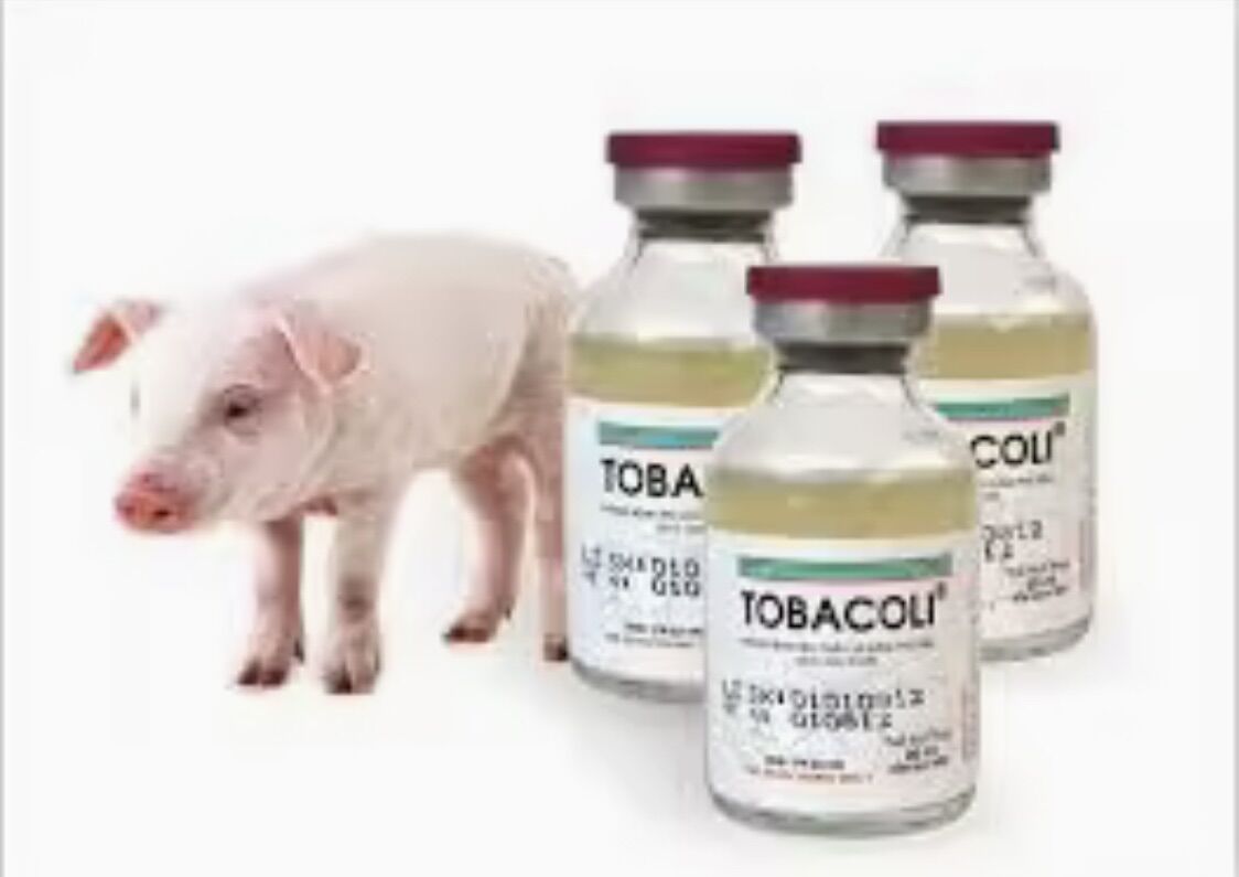 Vacxine Ecoli heo con liều 10 con.