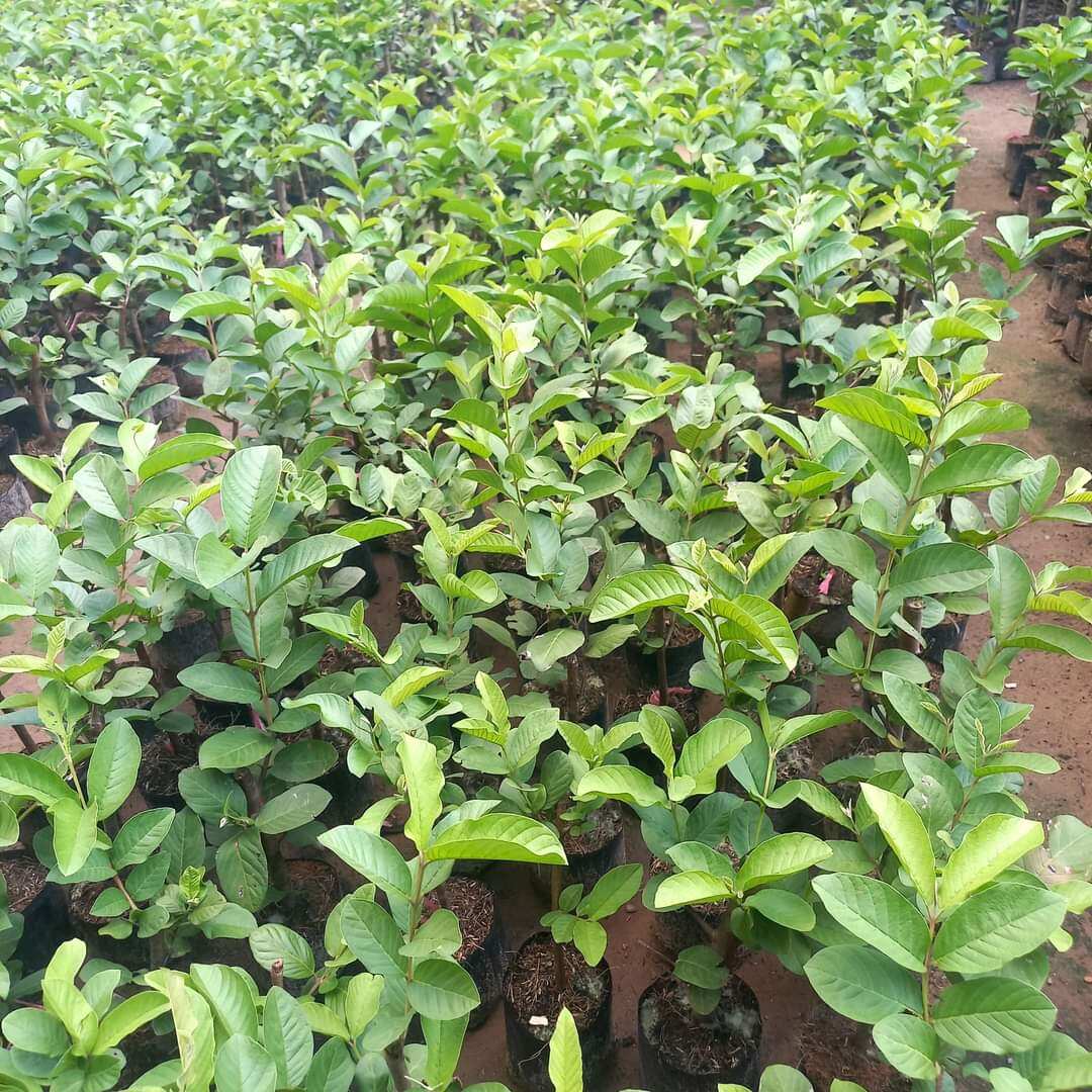 Queen Guava Tree