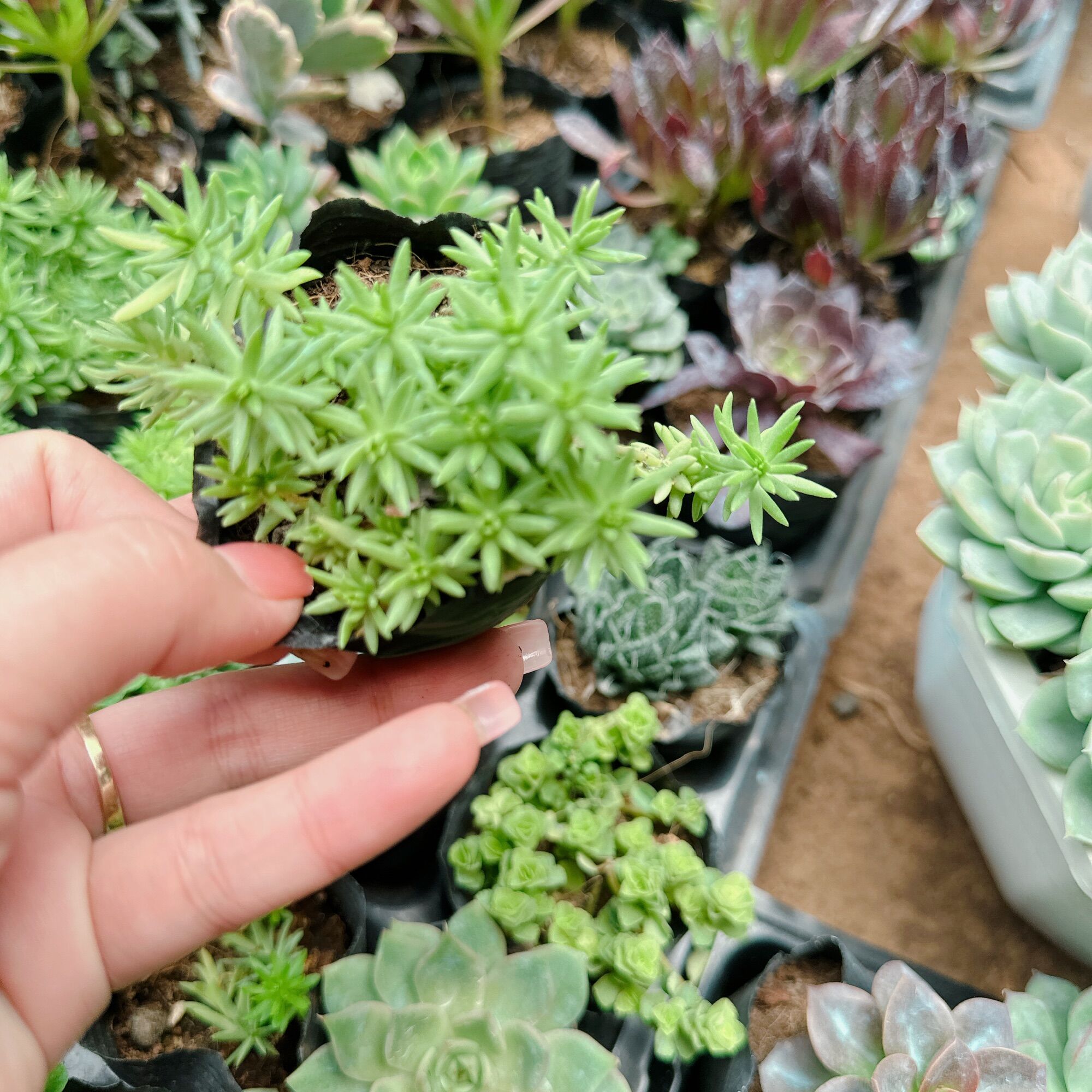 Sedum xanh xuất vườn đà Lạt size bầu