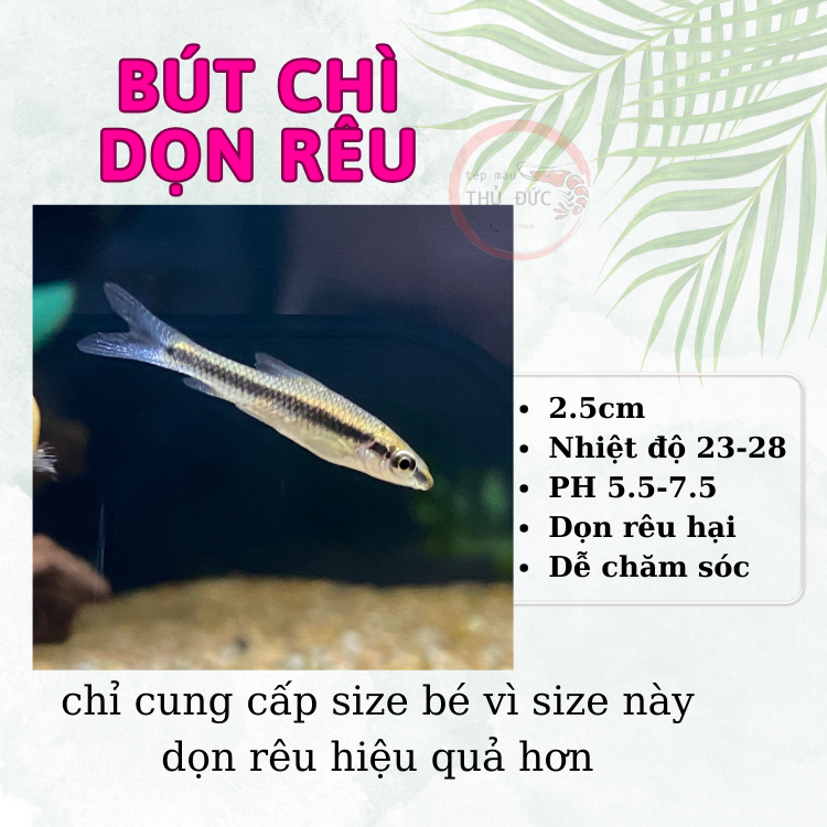 Cá bút chì thái dọn rêu hại và trang trí bể thủy sinh