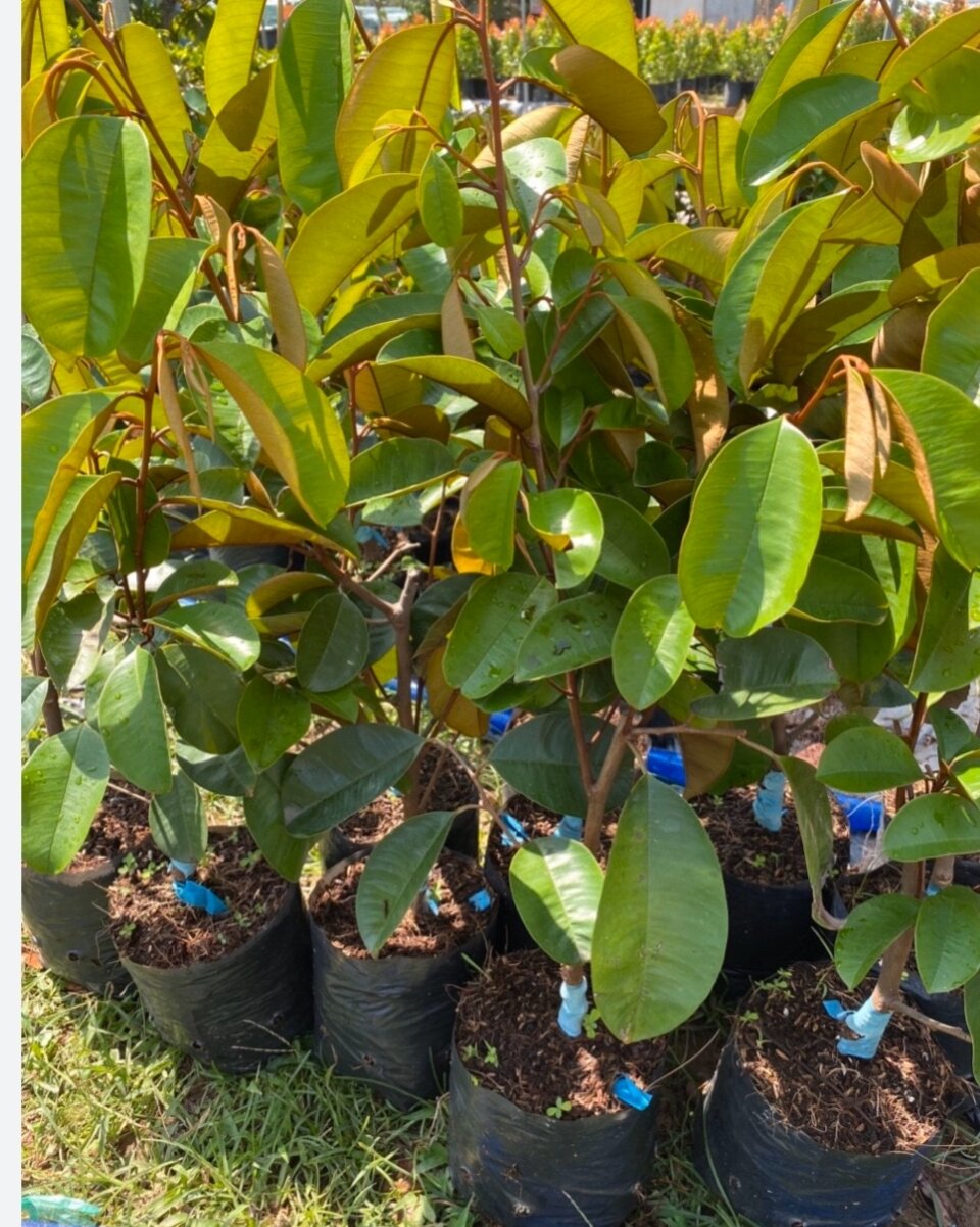 Cây vú sữa mica