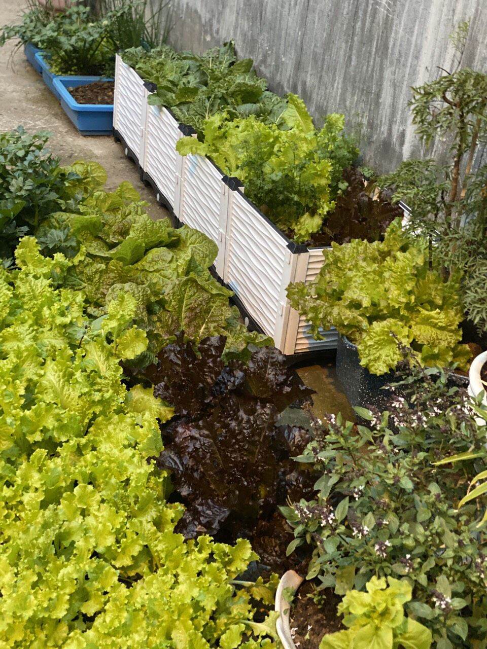 Hạt Giống Xà Lách Hàn Quốc
