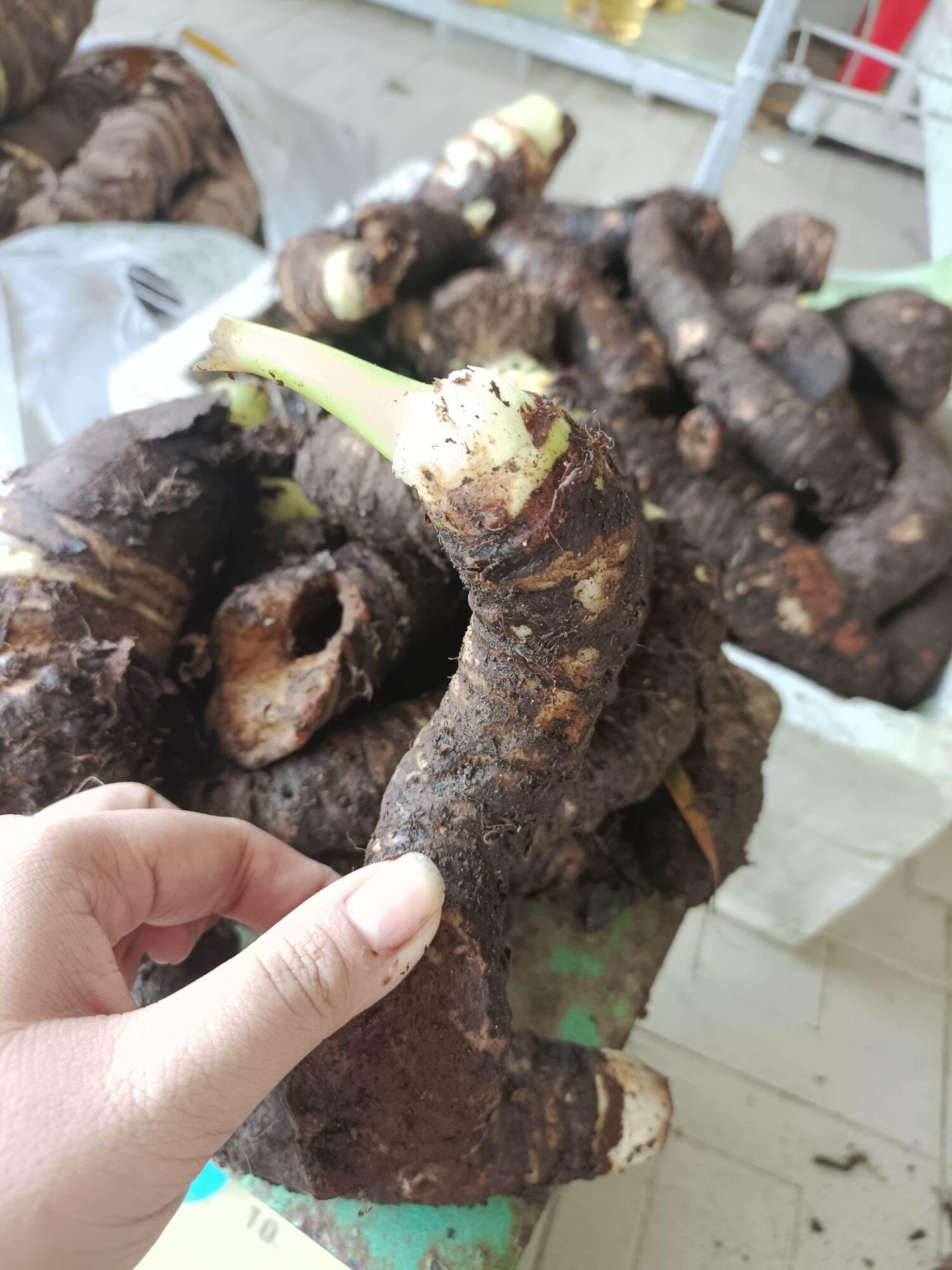 3 Cùi củ bạc hà núi ( cây ráy) giống