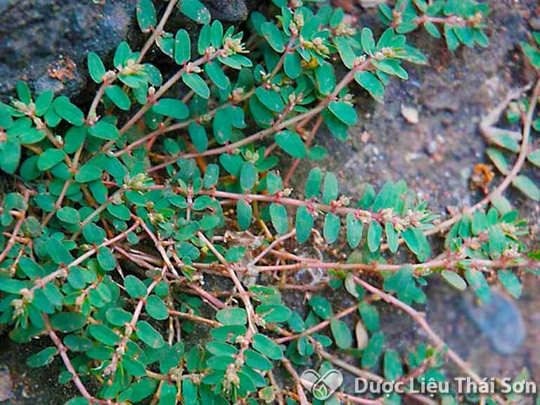 500g cỏ sữa