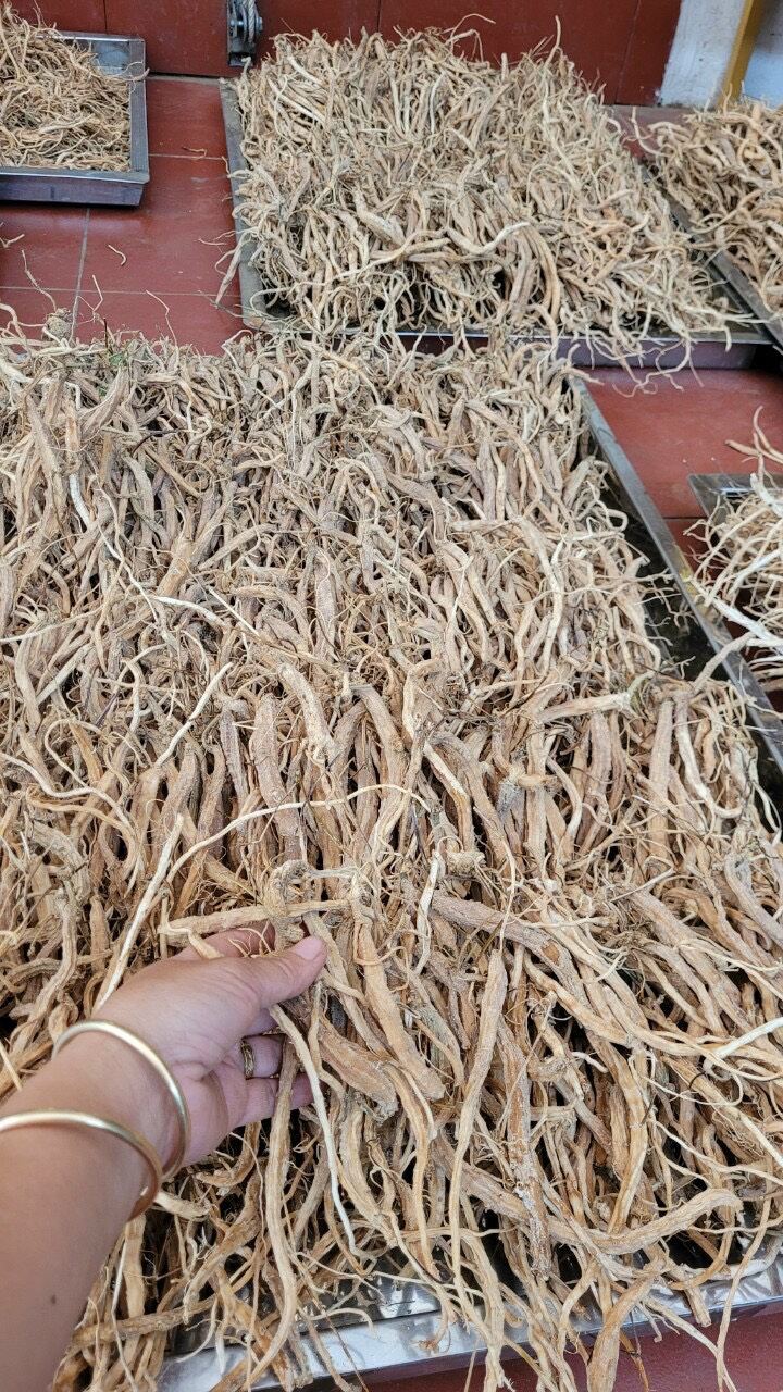 Sâm Dây Ngọc Linh 500gr