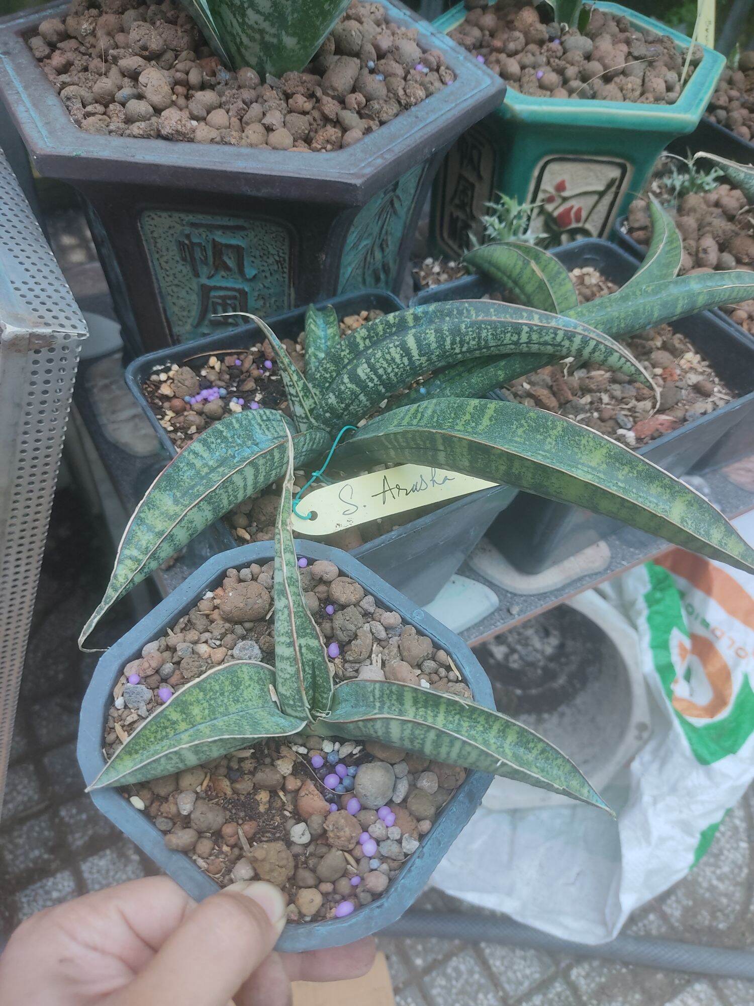 Cây lưỡi hổ - Sansevieria Arusha