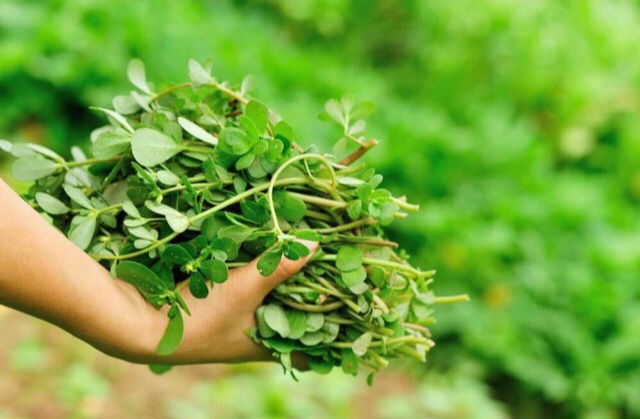 hạt giống rau sam gói 2 gram