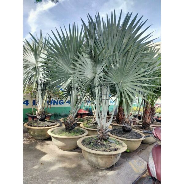 Cây kè bạc giống
