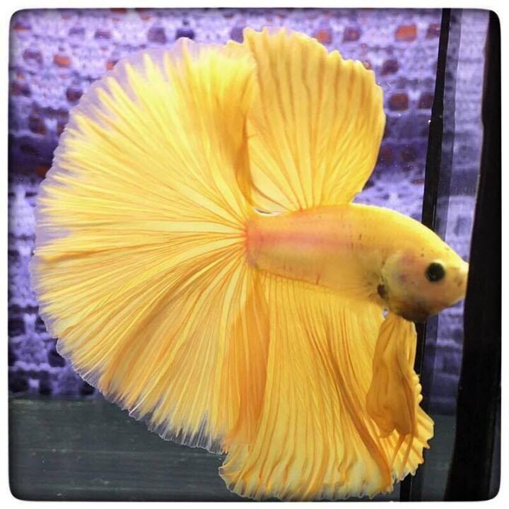 Betta Halfmoon Supper Gold Siêu Đẹp Trang trí hồ cá cảnh ,để bàn làm việc ,học tập,thả hồ thủy sinh