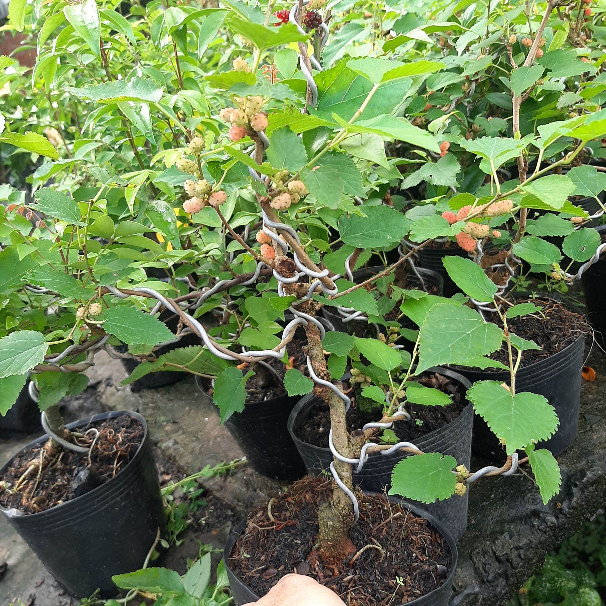 Cây dâu tằm Đà Lạt bonsai đã tạo dáng