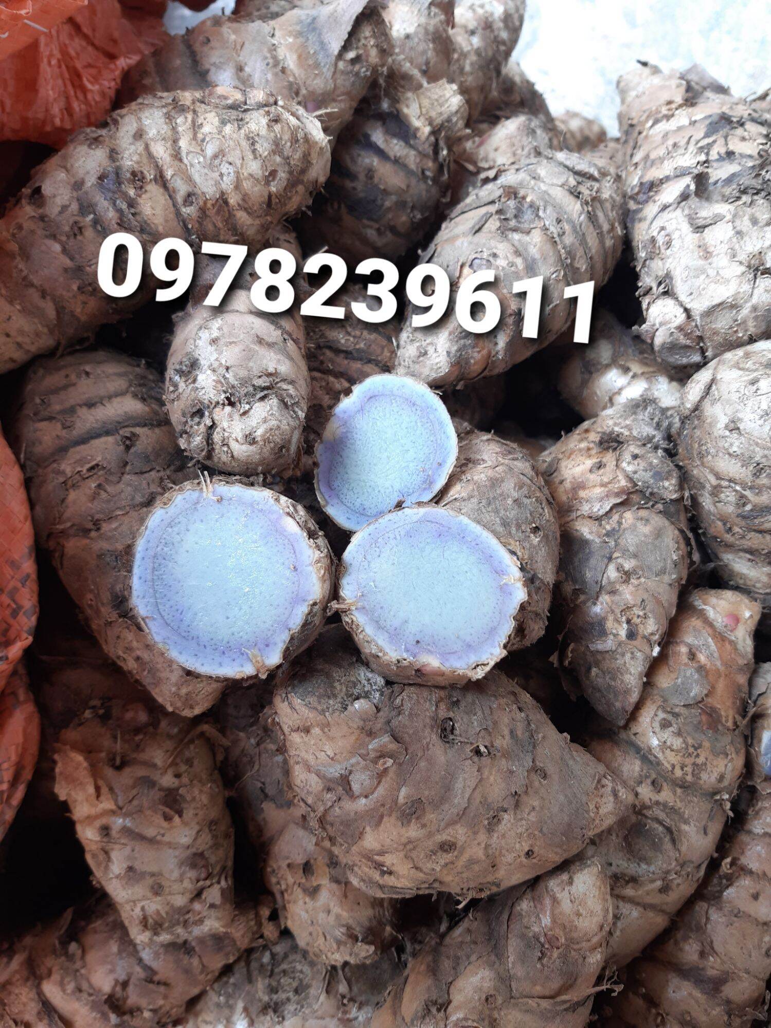 nghệ đen cây giống combo 2 cây như ảnh