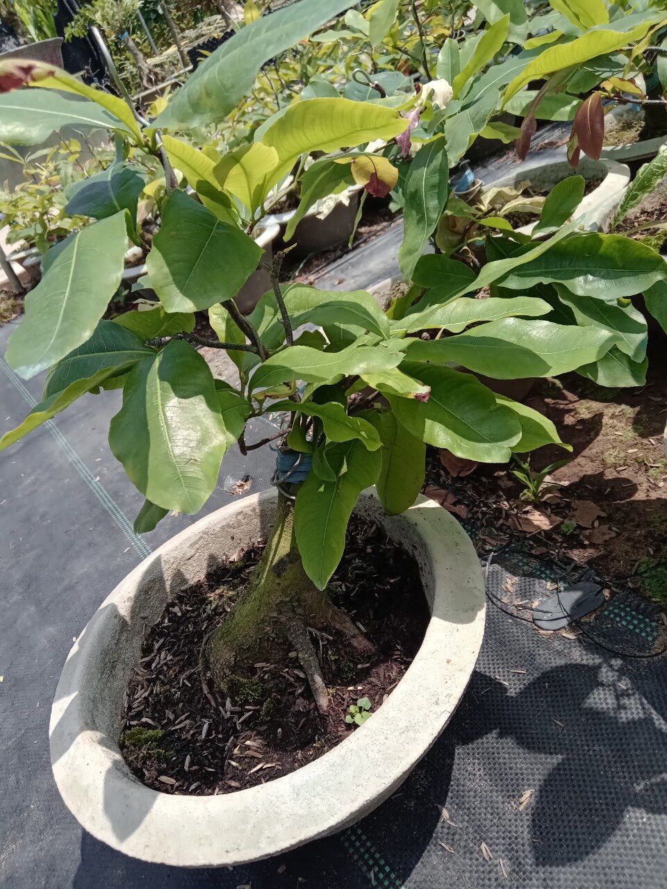 Cây cúc bạch mai (hoa nhiều cánh) gốc ghép bonsai