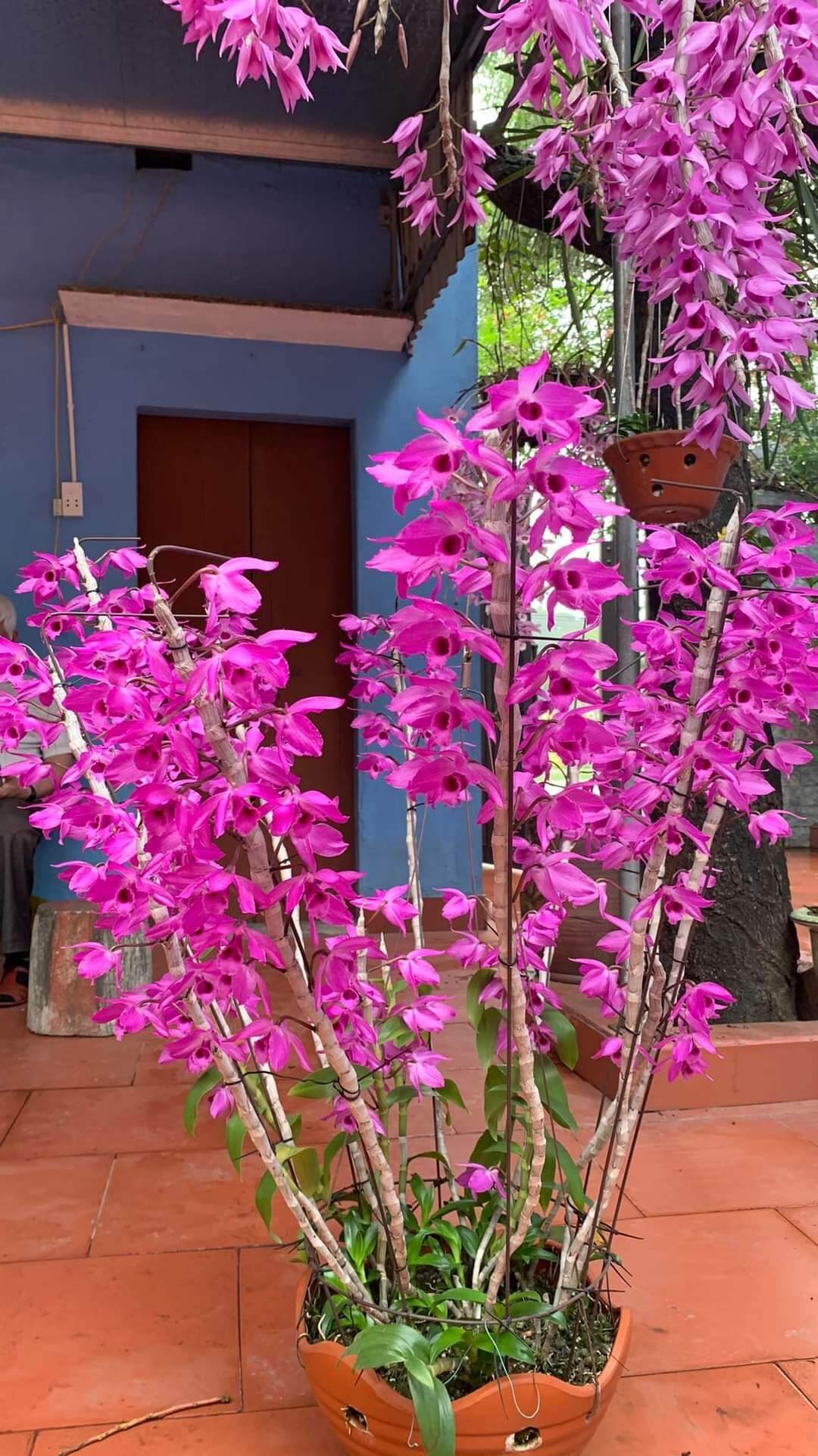 hoa lan trầm rồng đỏ cây cao 10-15cm