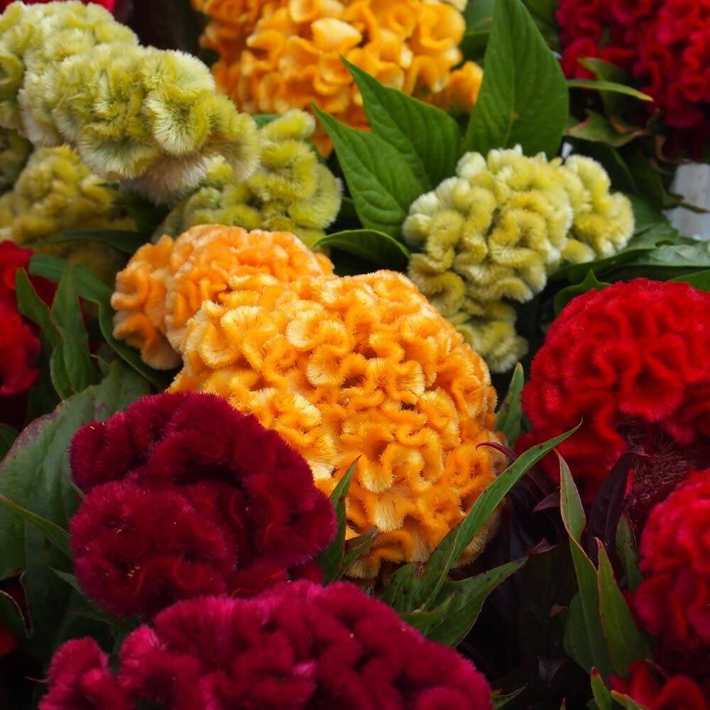 Hạt giống hoa Mào Gà Búa