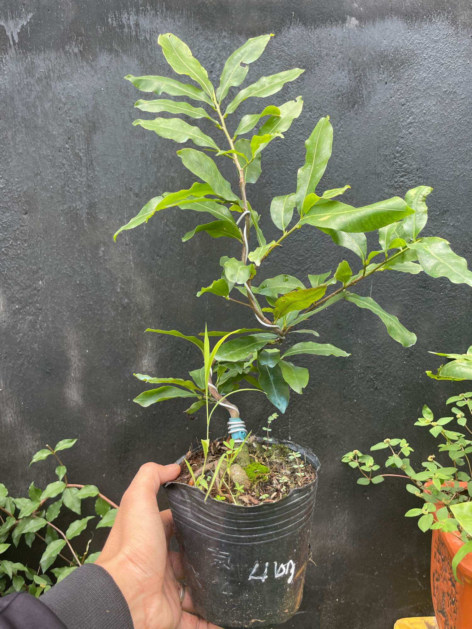 [HCM]Mai cúc tư long (bình định) hoa nhiều cánh