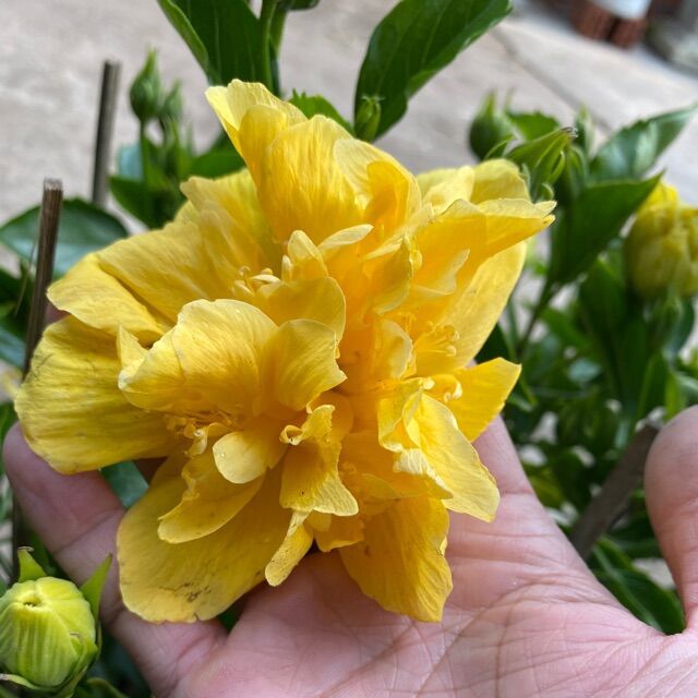 Cây hoa dâm bụt cánh kép - màu vàng