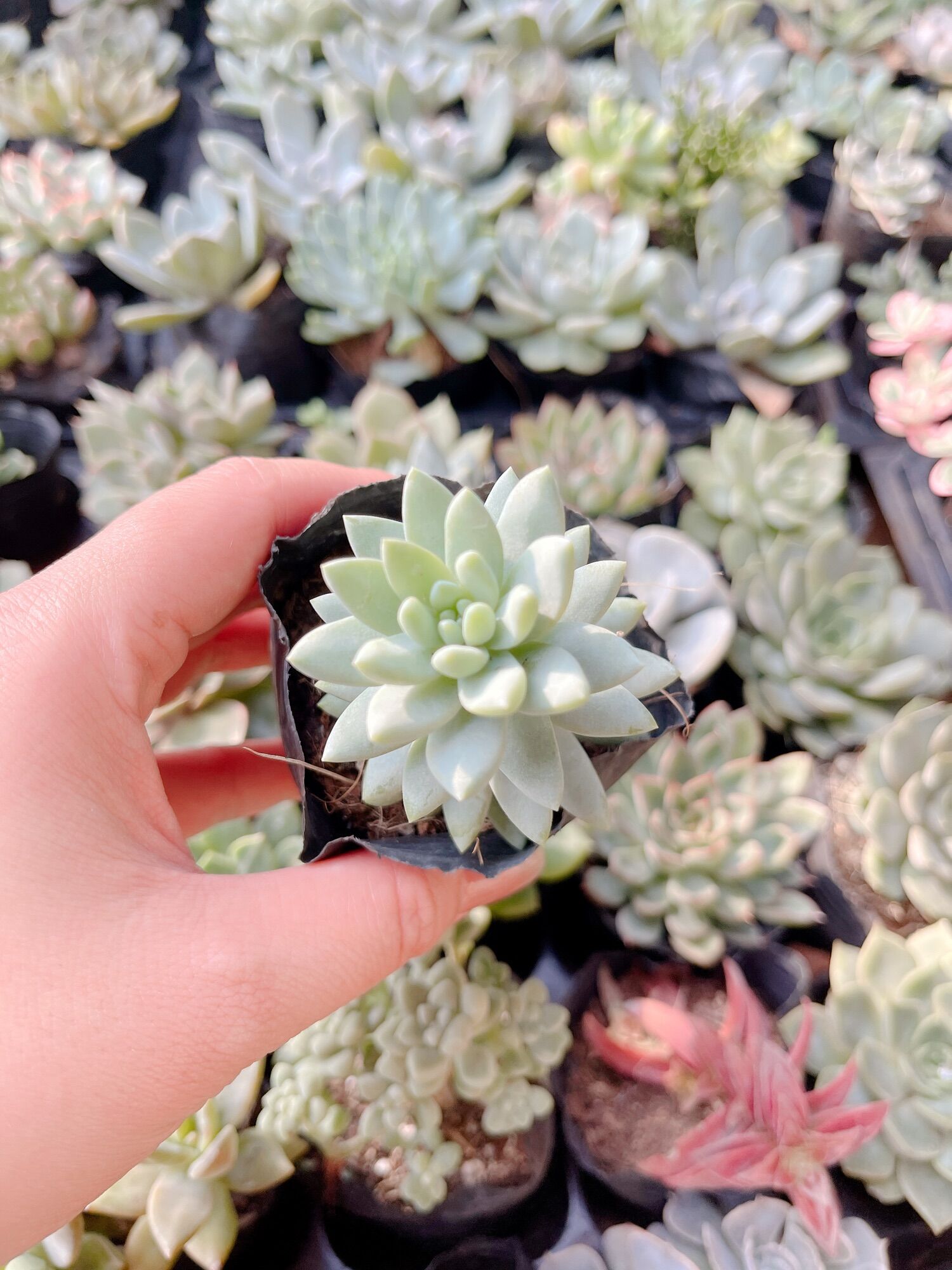 Sen đá chuỗi ngọc lam size bầu 3-5cm