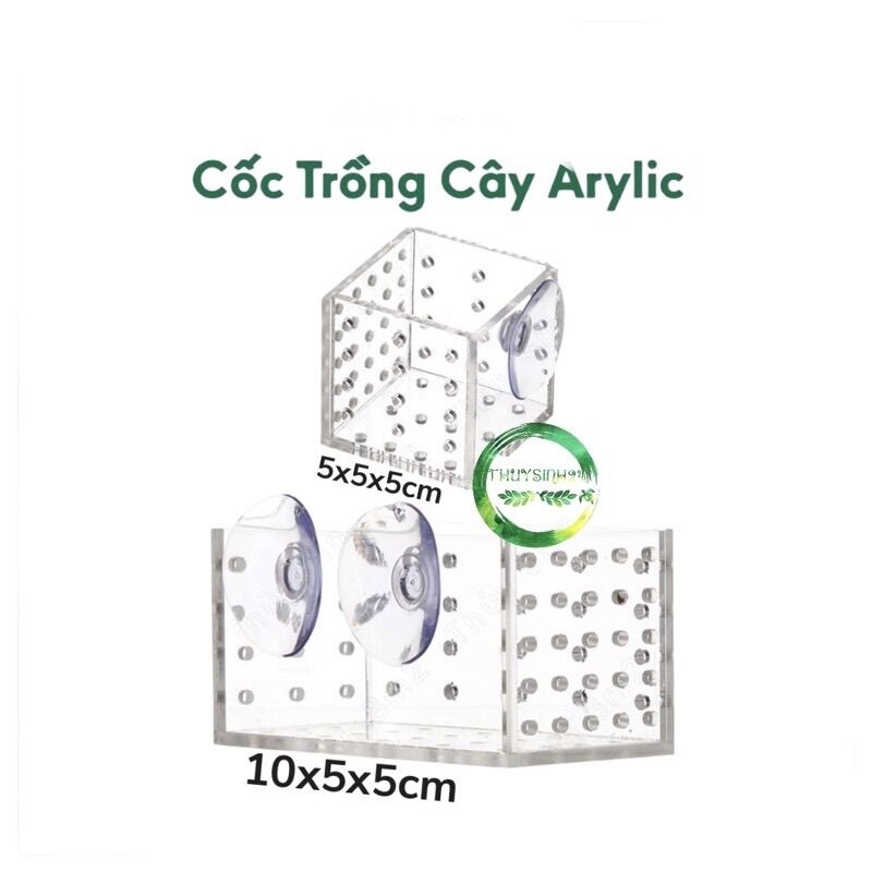 Cốc trồng cây Arcrylic - cốc trồng cây mica thuỷ sinh