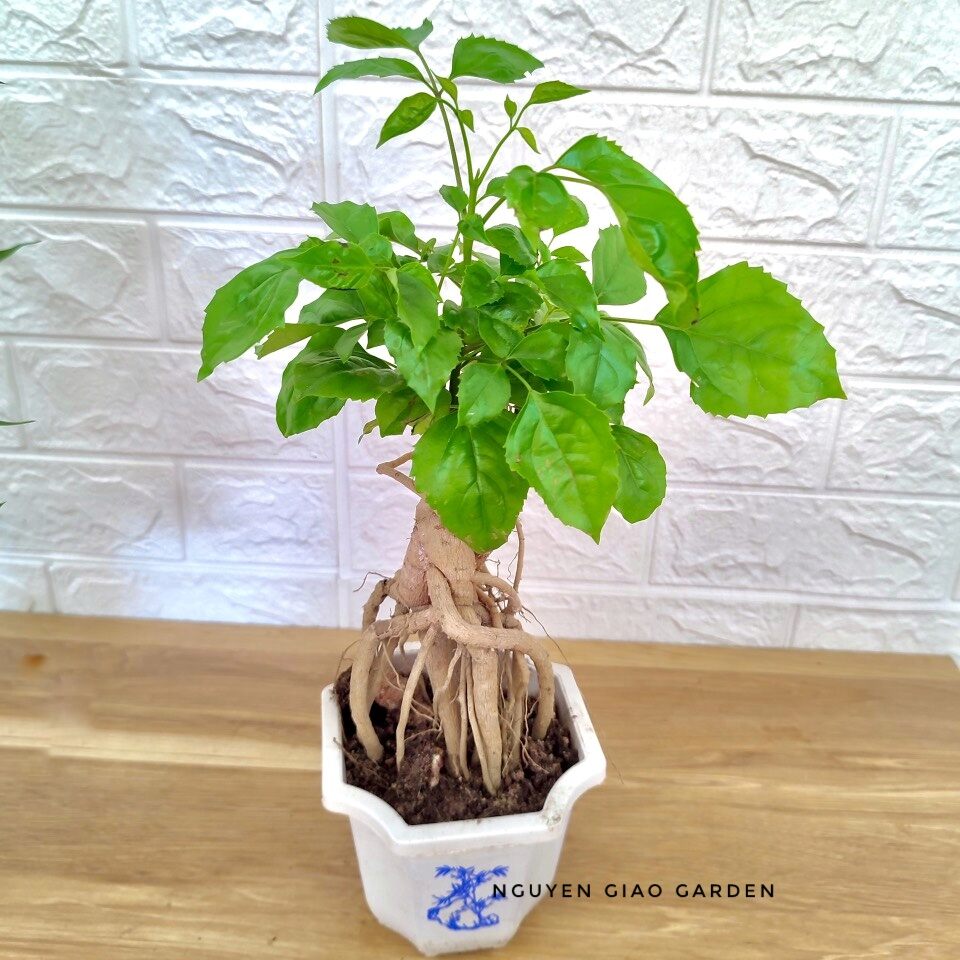 Cây Hạnh Phúc Bon Sai, Cây Hạnh Phúc Để Bàn