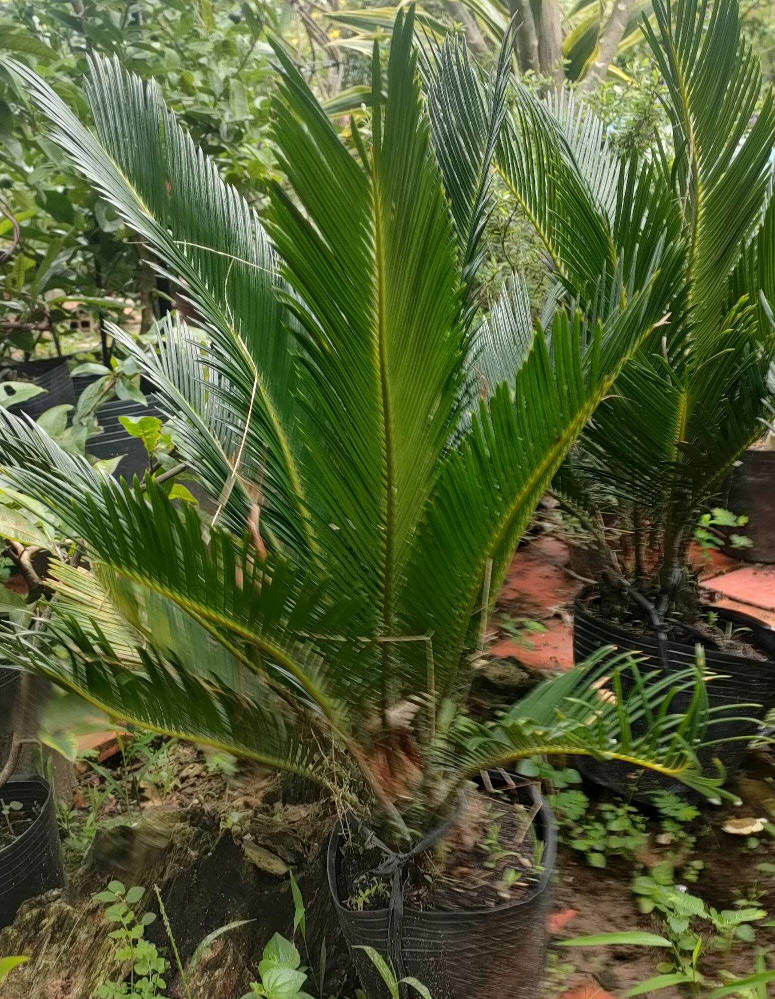 Cây vạn tuế