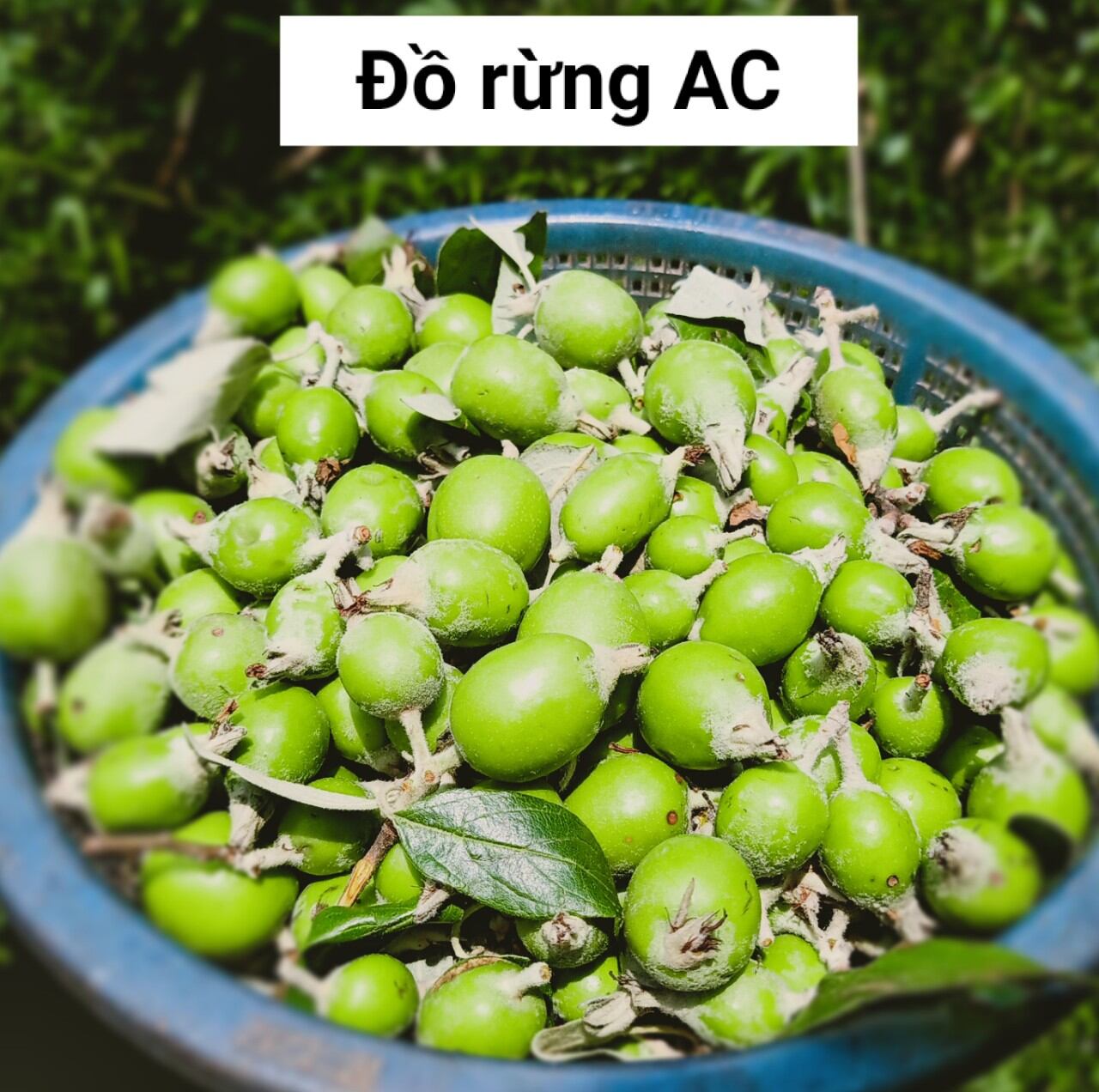 Táo mèo bao tử, táo mèo tươi, táo mèo ăn túi 500g