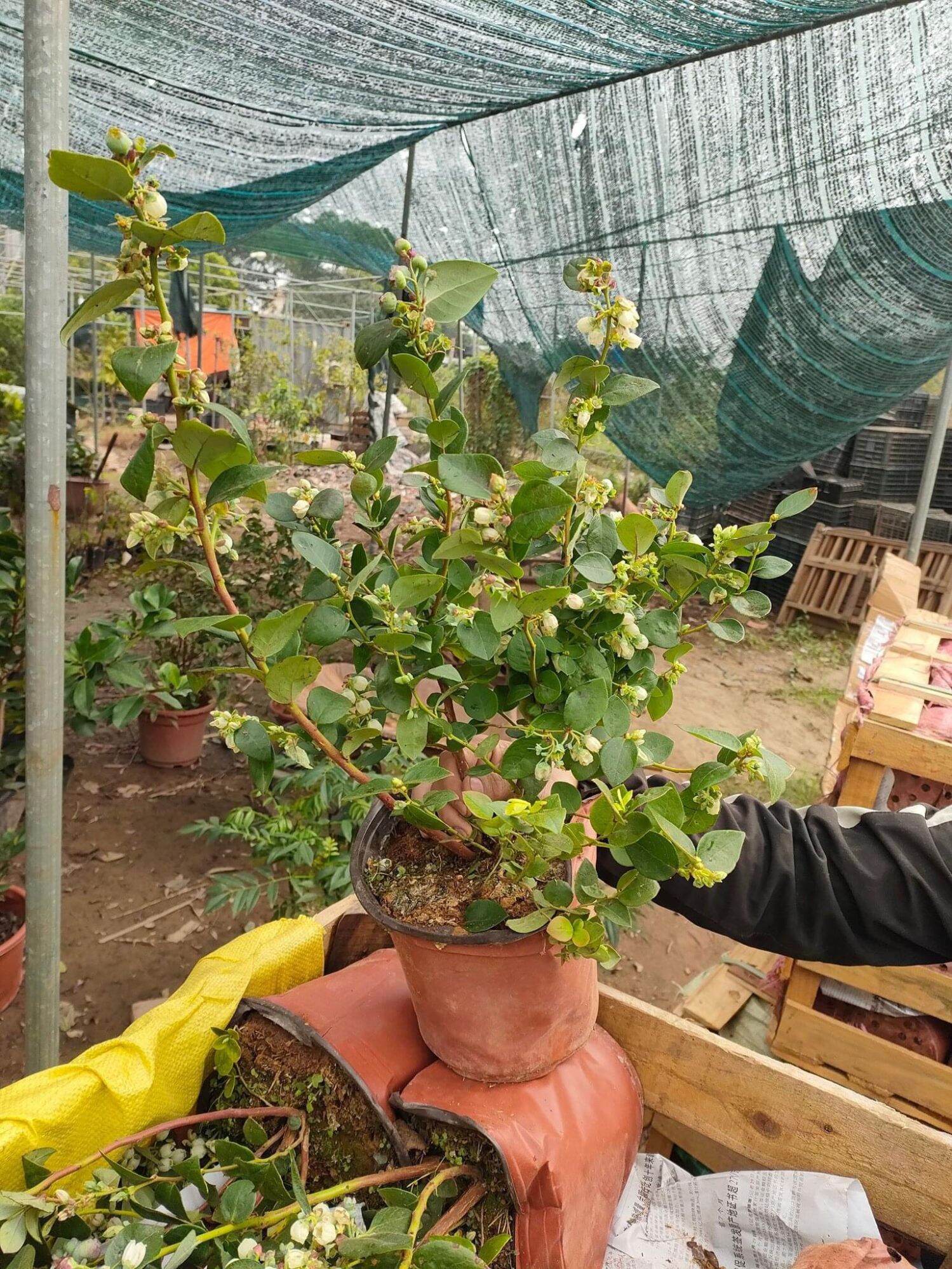 Cây việt quất đang trái sum suê