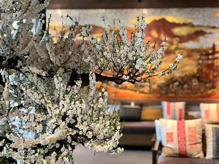 com bo 2 cây giống nhất chi mai
