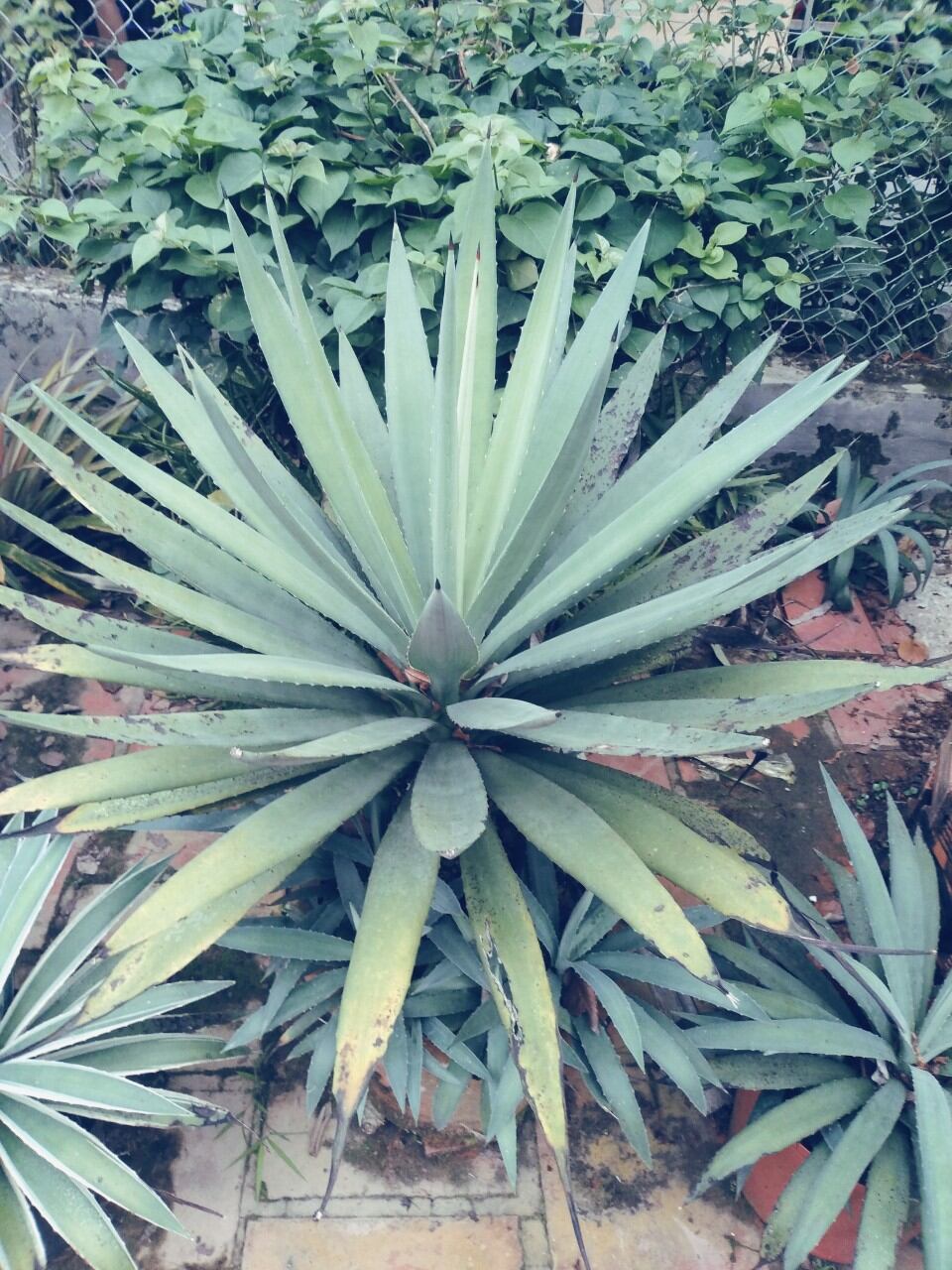 Cây Thùa lá xanh ( Dứa Agao Xanh)