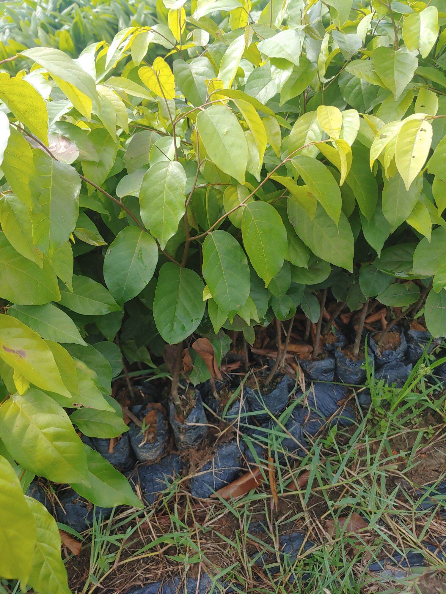 Cây giống Sao đen ( mua 10 tặng 1)